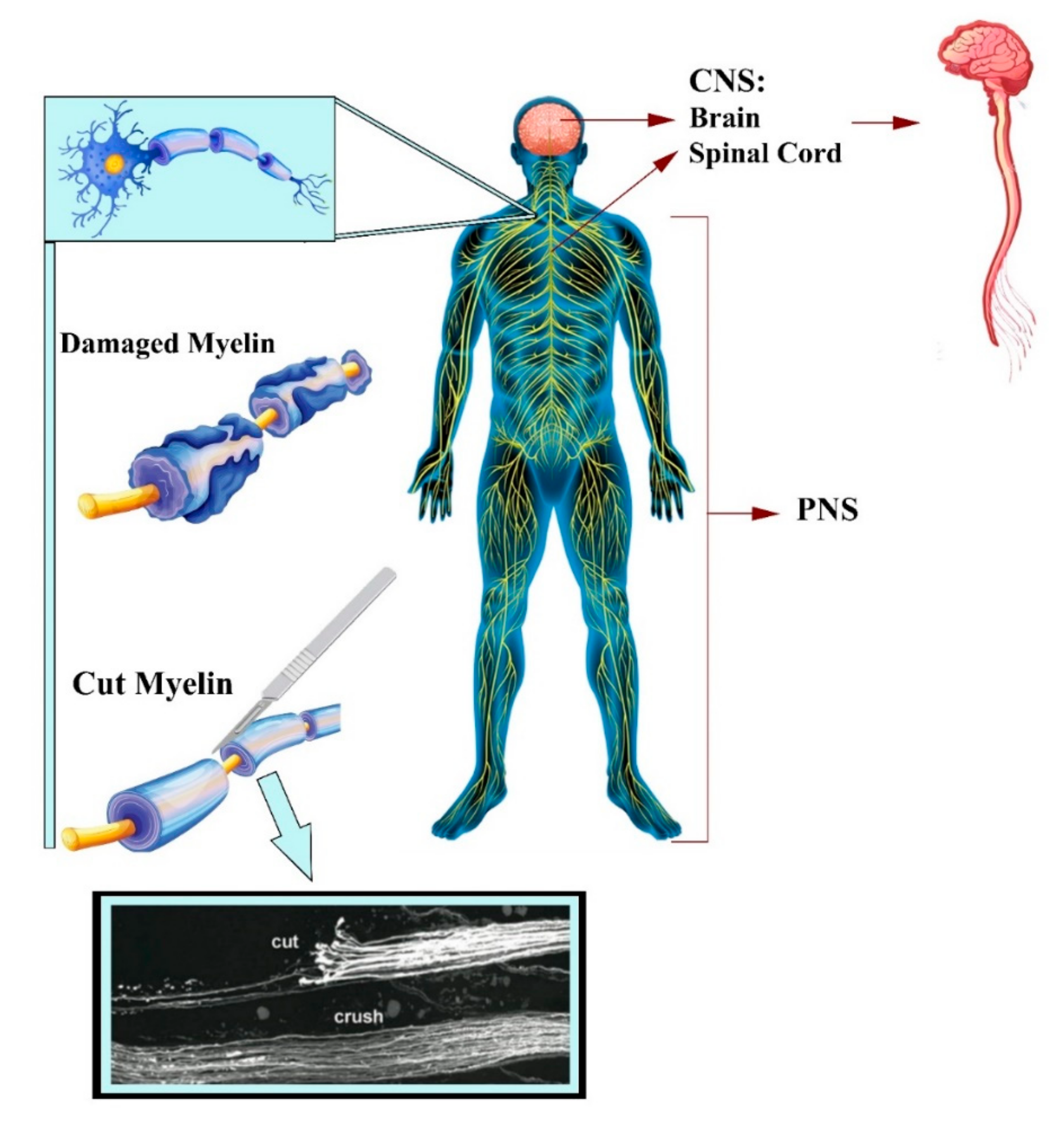 Biomedicines 10 00073 g001