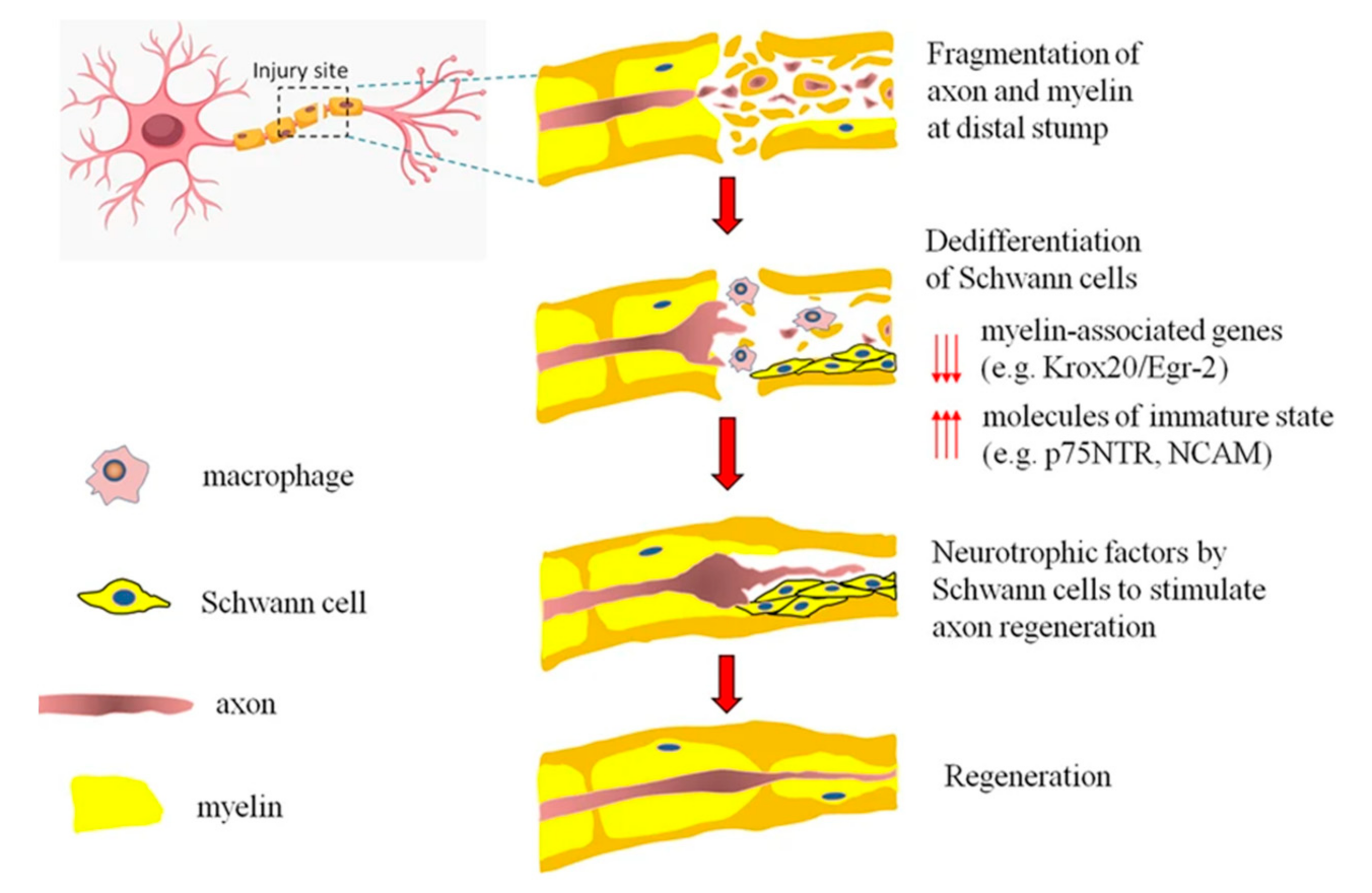 Biomedicines 10 00073 g002