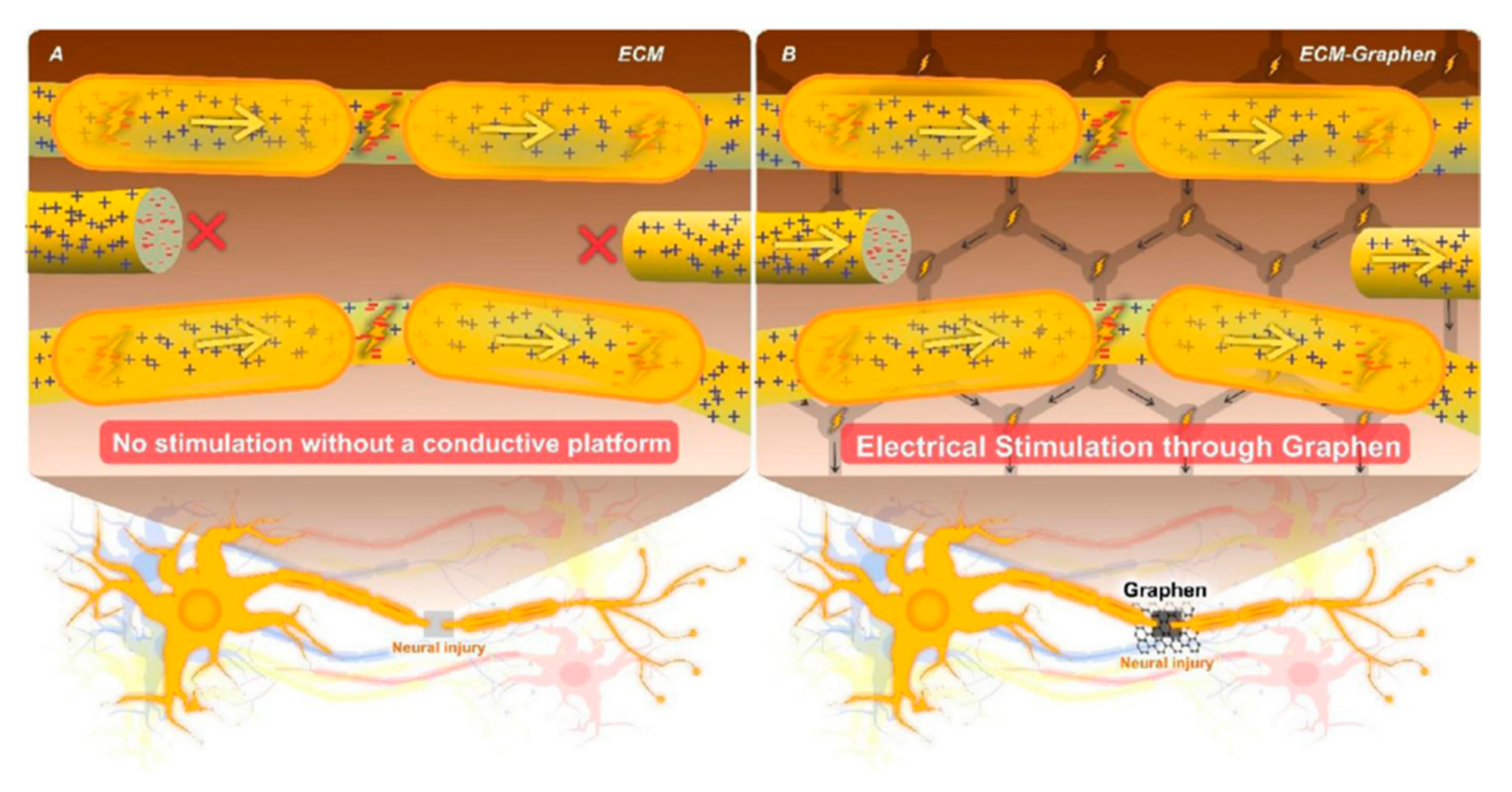 Biomedicines 10 00073 g005