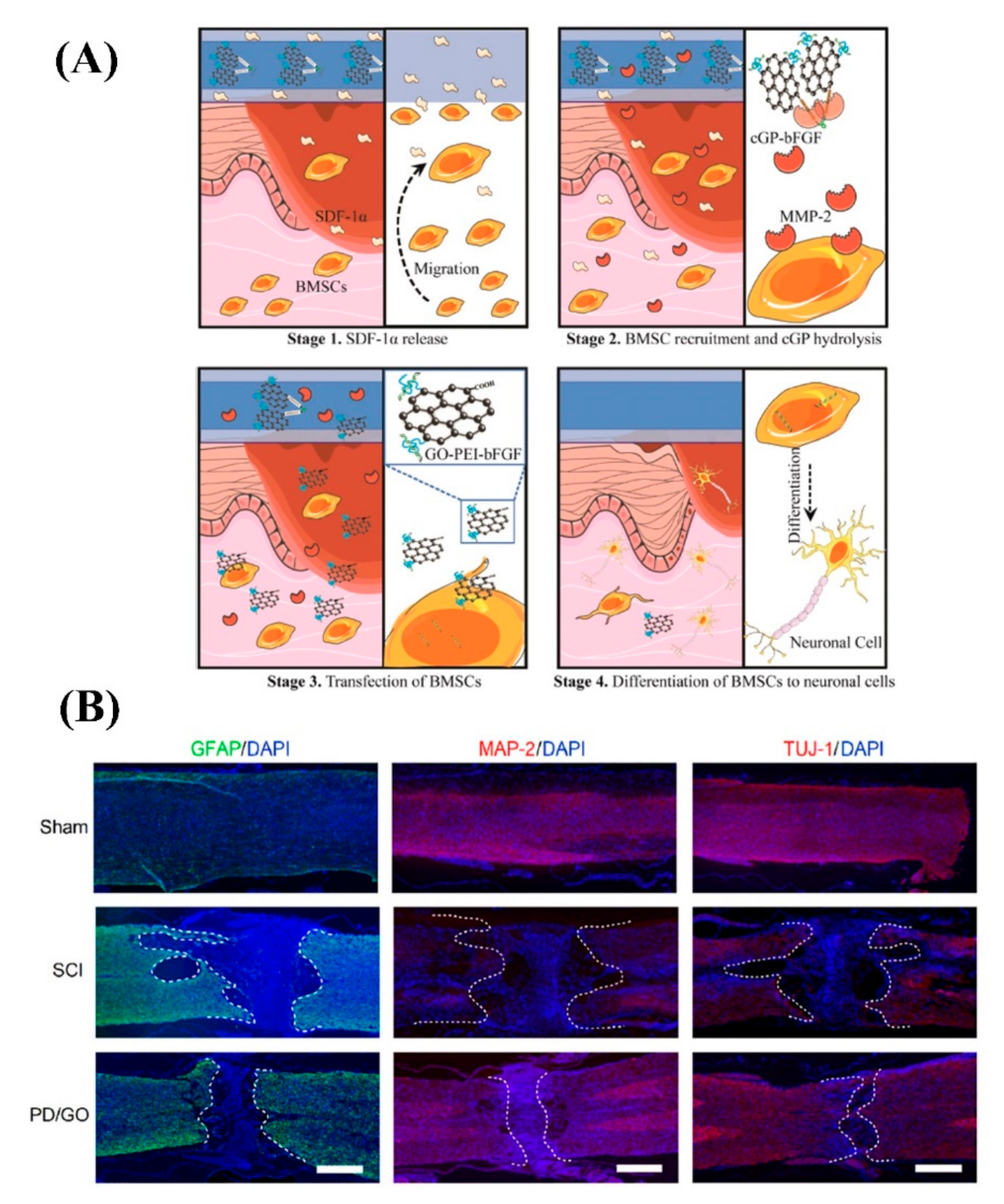Biomedicines 10 00073 g006