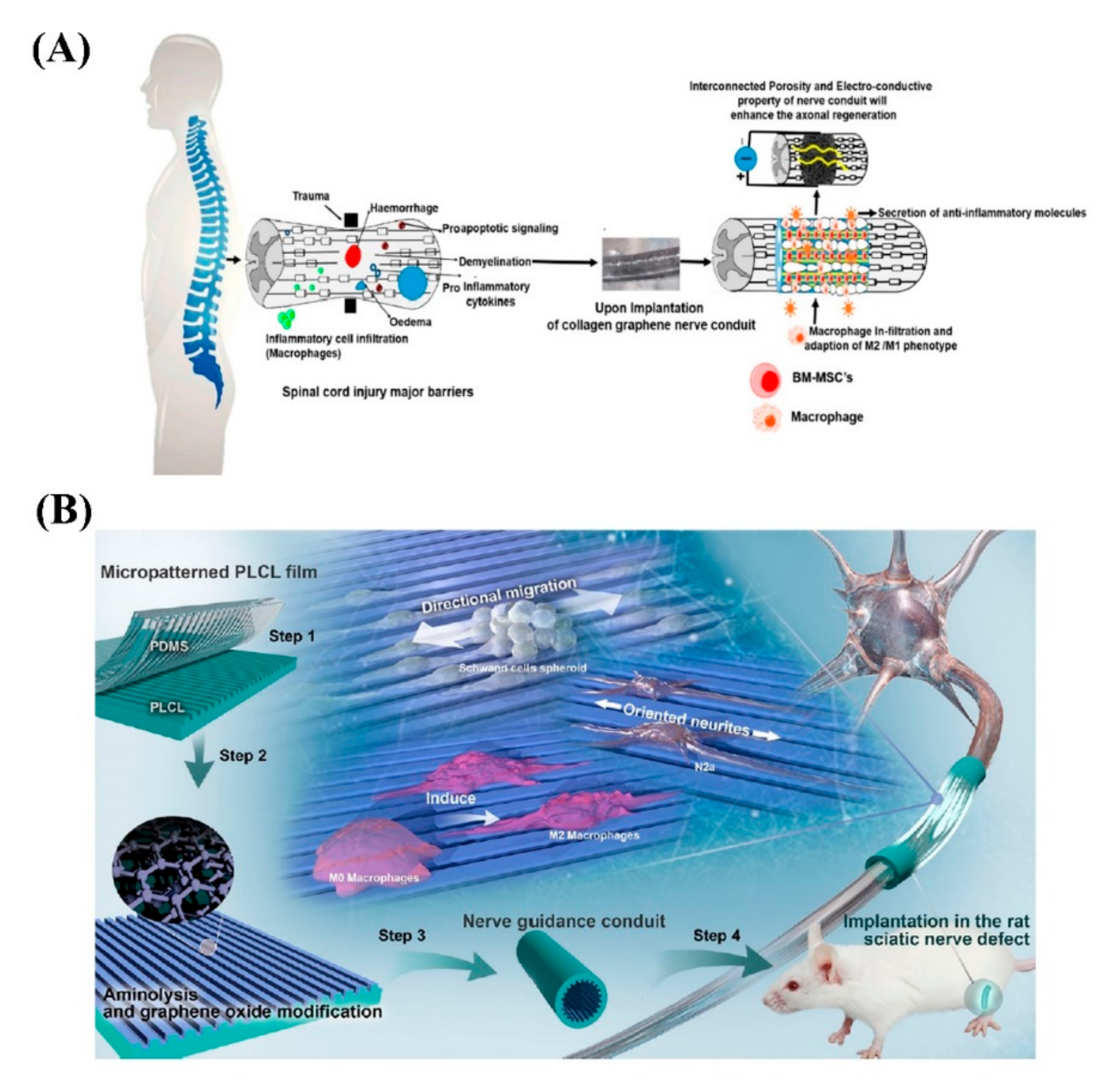 Biomedicines 10 00073 g009