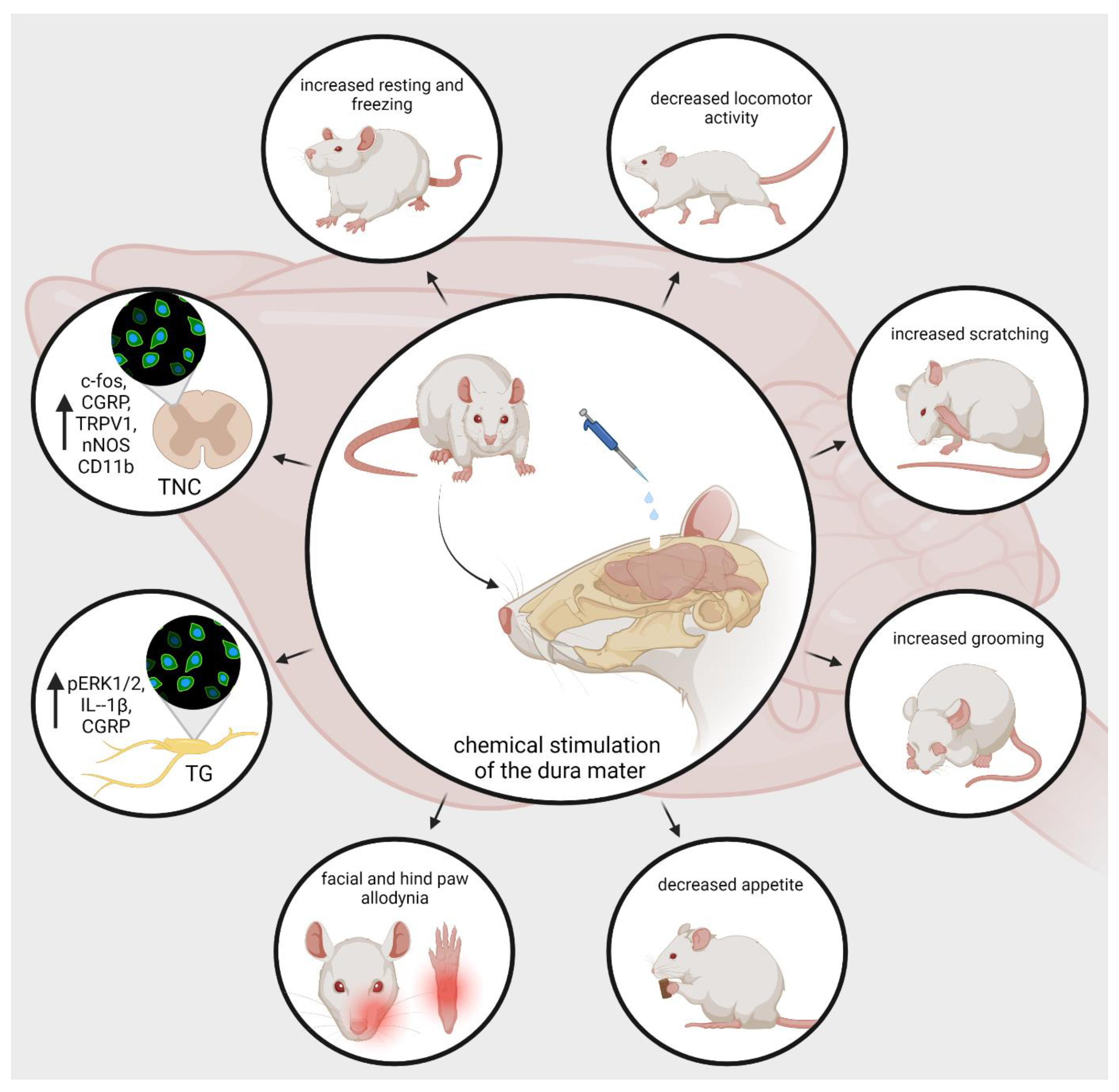 Biomedicines 10 00076 g003