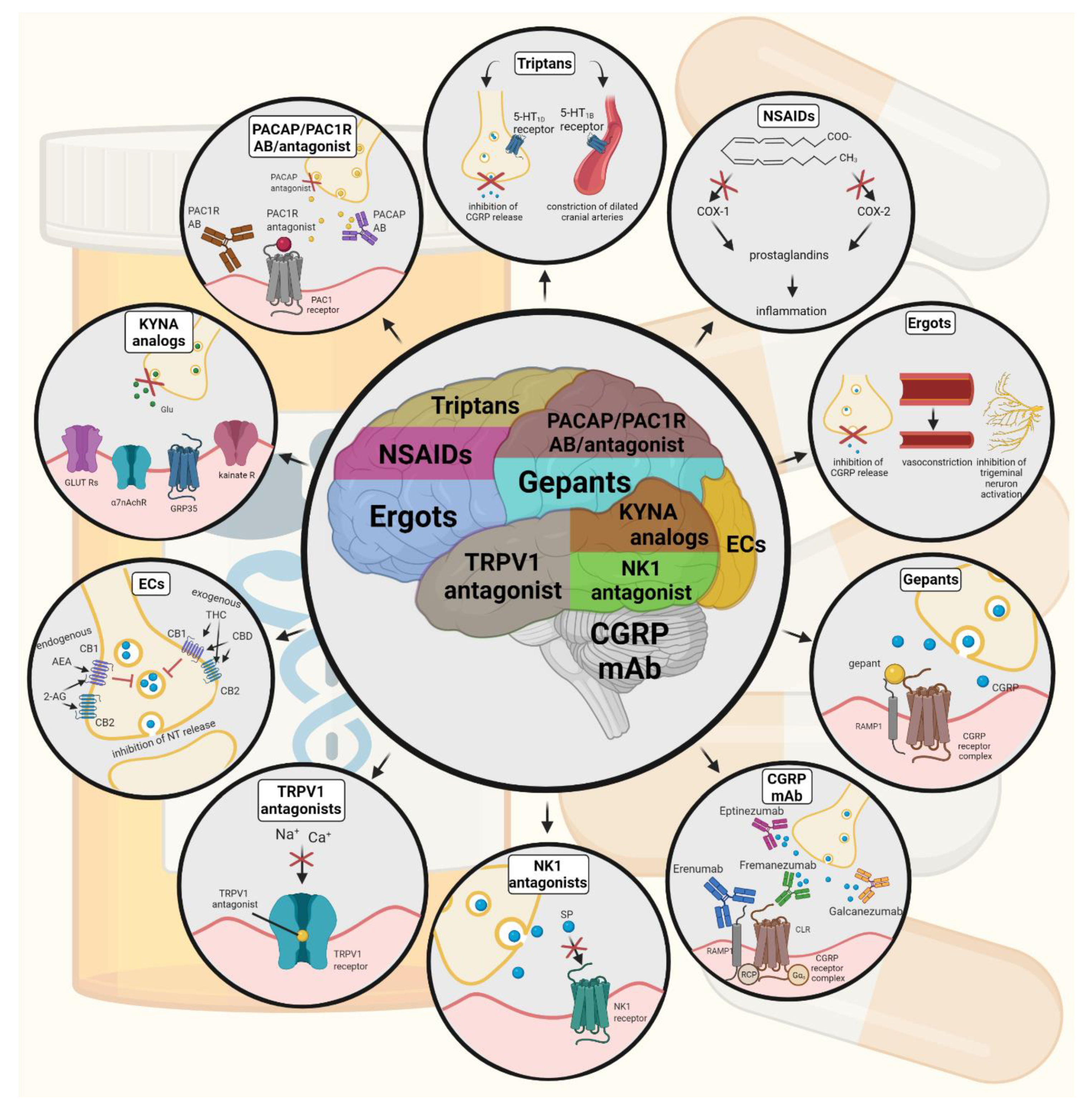 Biomedicines 10 00076 g004