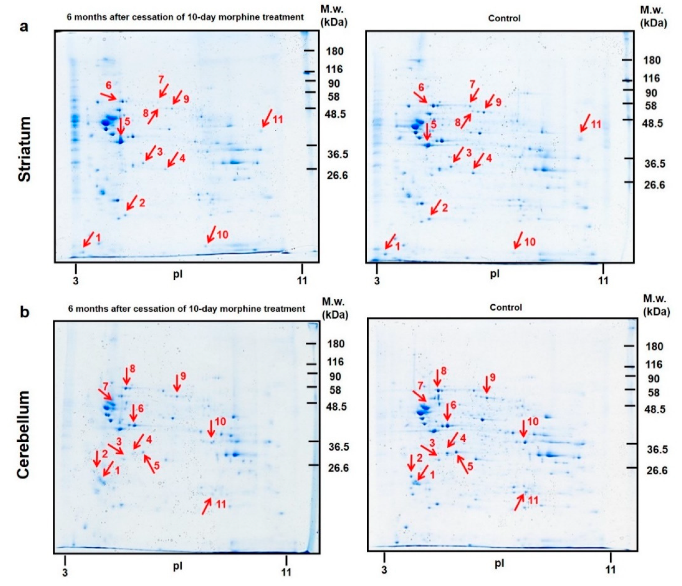 Biomedicines 10 00080 g006