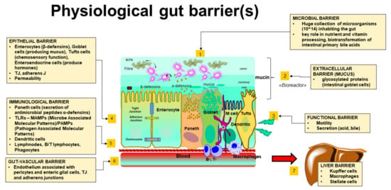 | Free Full-Text | Intestinal Barrier and Permeability in Health, Obesity and |