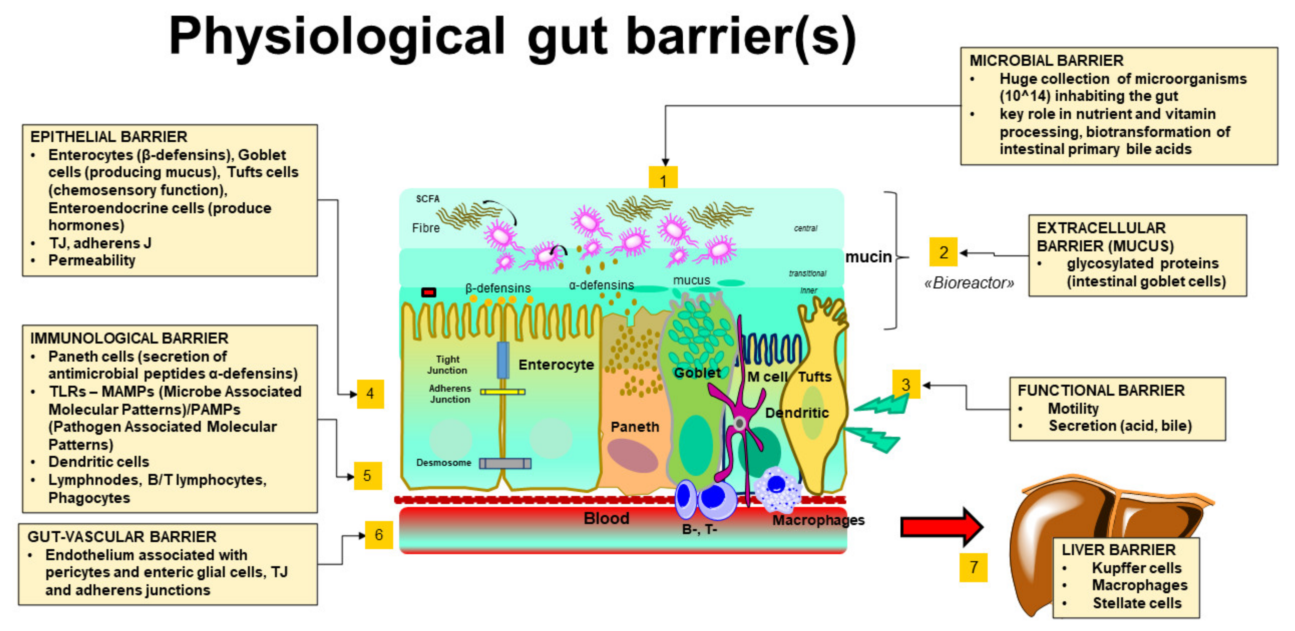 Rejse endnu engang trone Biomedicines | Free Full-Text | Intestinal Barrier and Permeability in  Health, Obesity and NAFLD | HTML