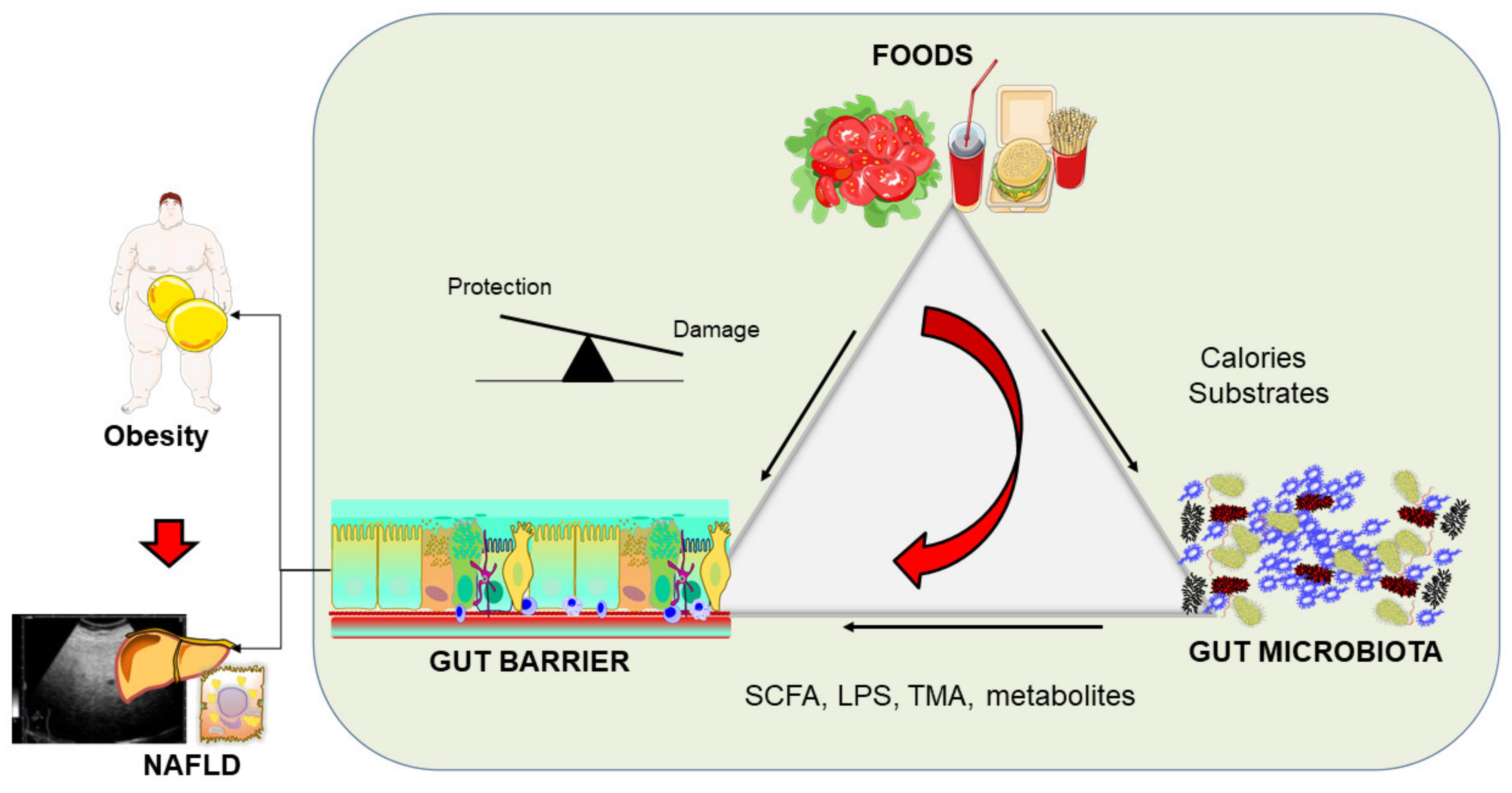 Biomedicines 10 00083 g003 Biomedicines 10 00083 g003