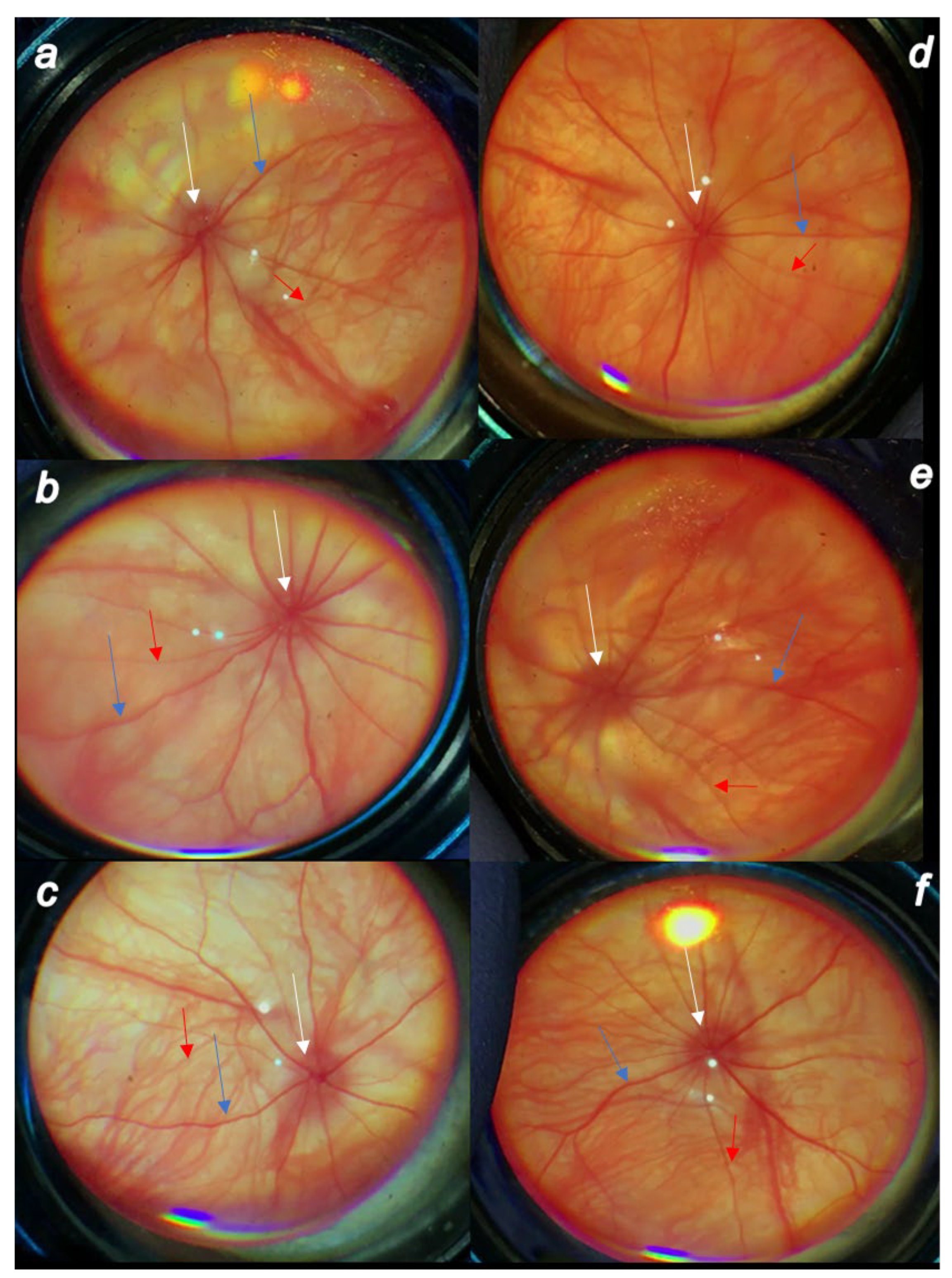 Biomedicines 10 00089 g005