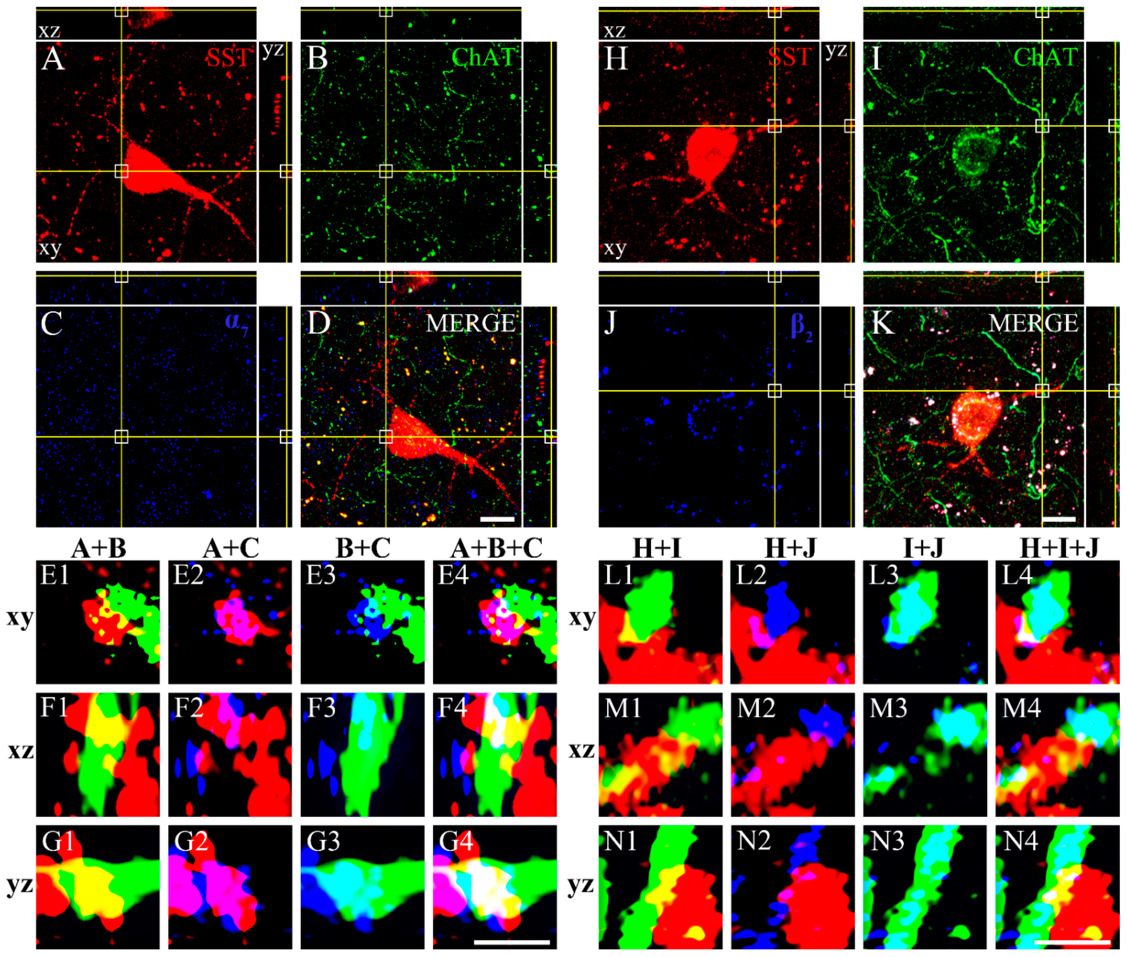 Biomedicines 10 00092 g005