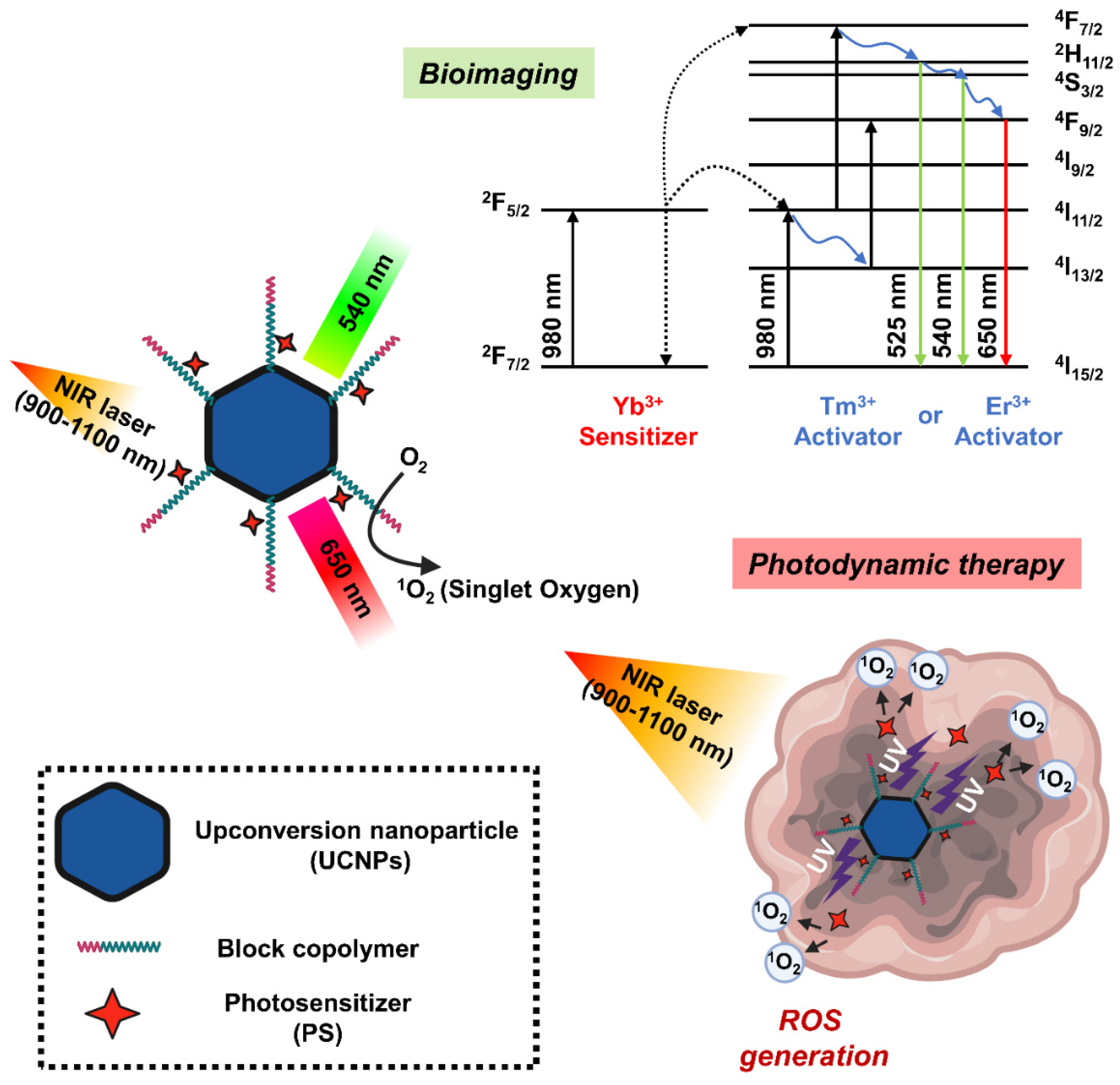 Biomedicines 10 00096 g006