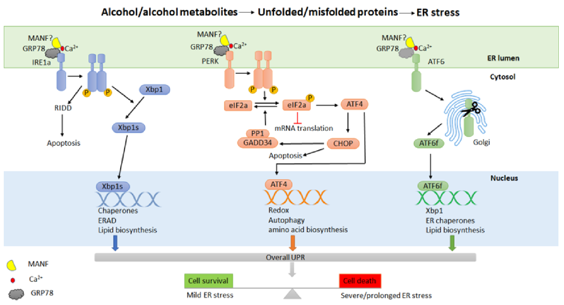 Biomedicines 10 00108 g001 Biomedicines 10 00108 g001