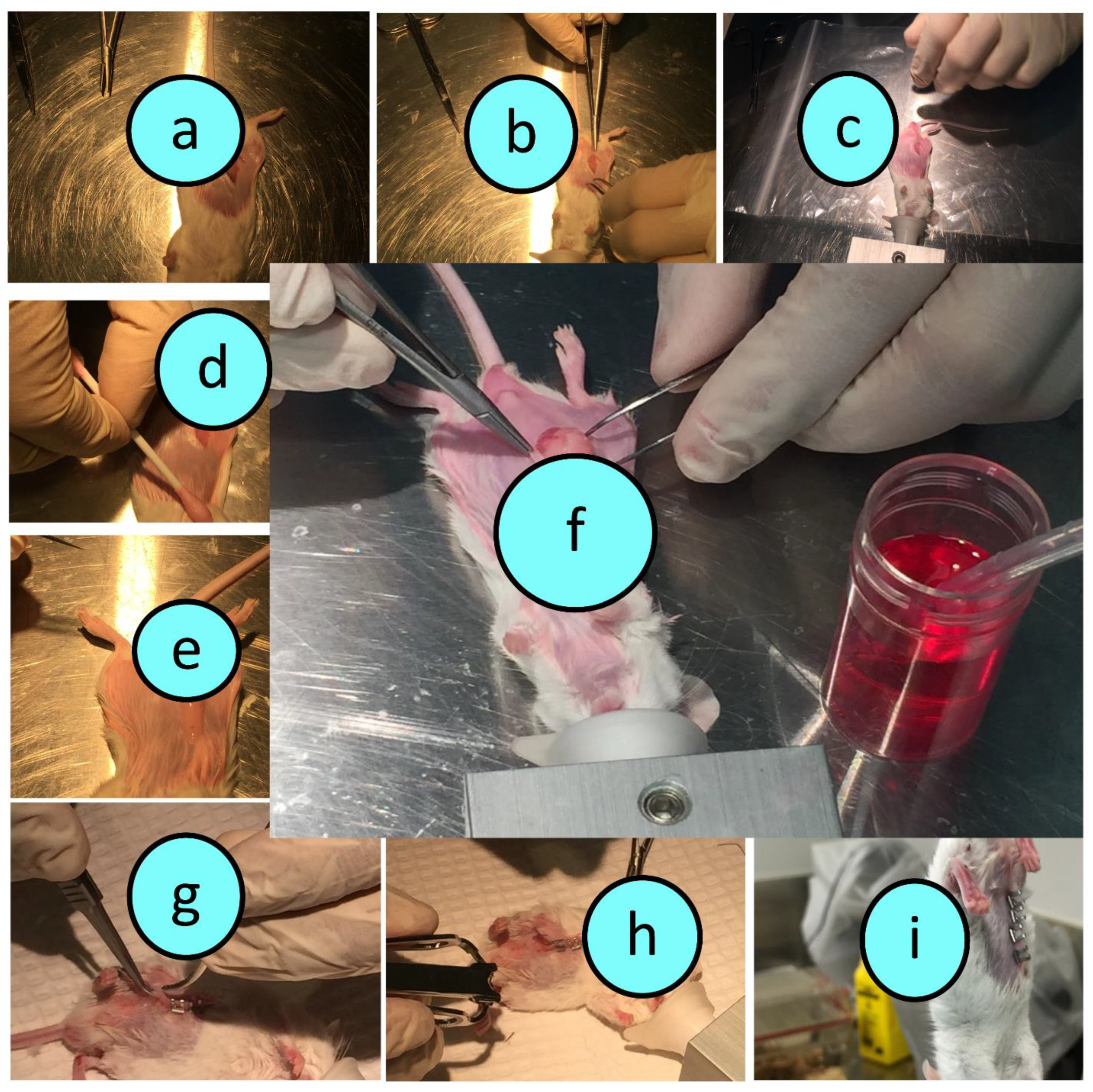 Biomedicines 10 00111 g001 550