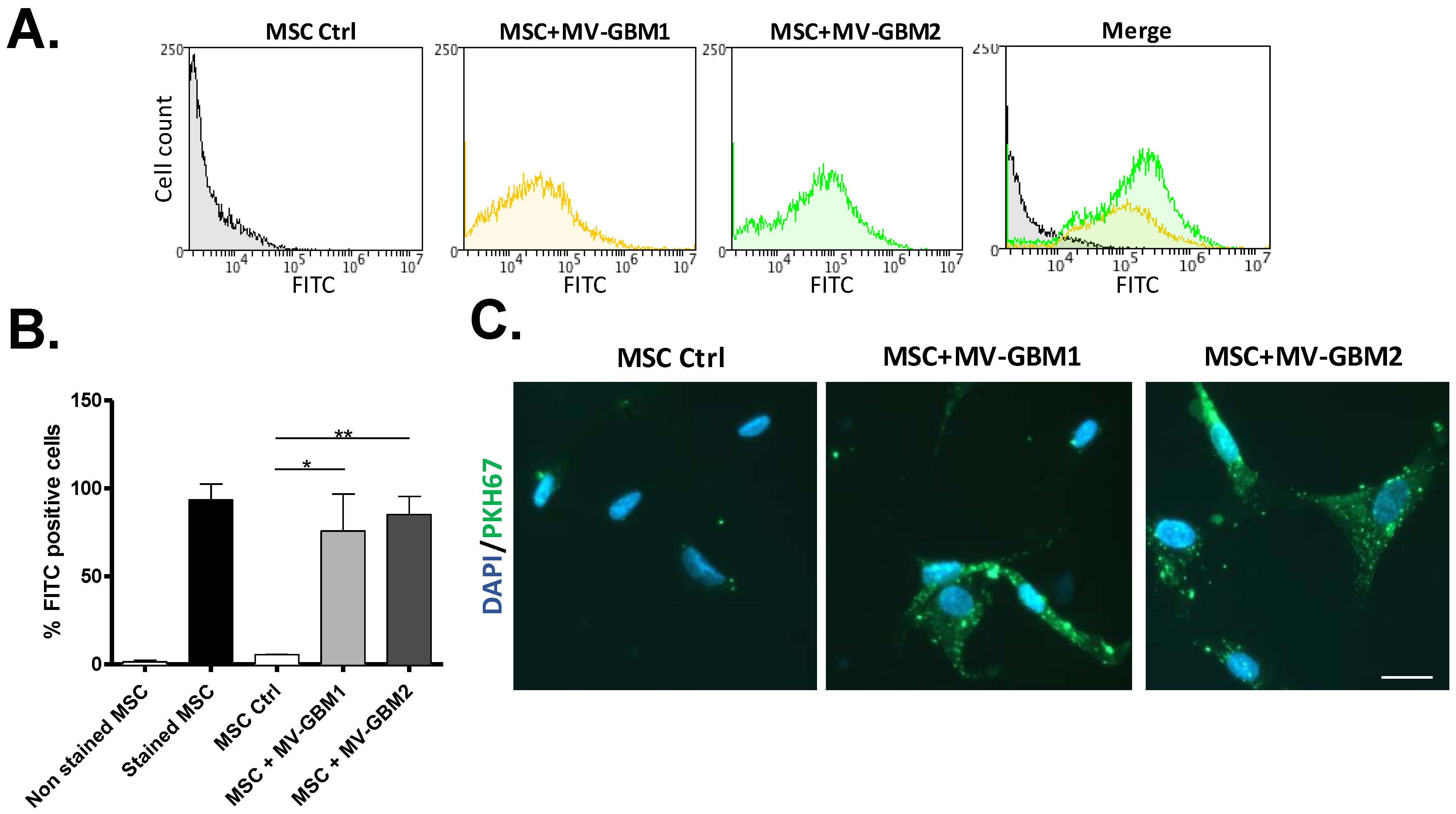 Biomedicines 10 00112 g003