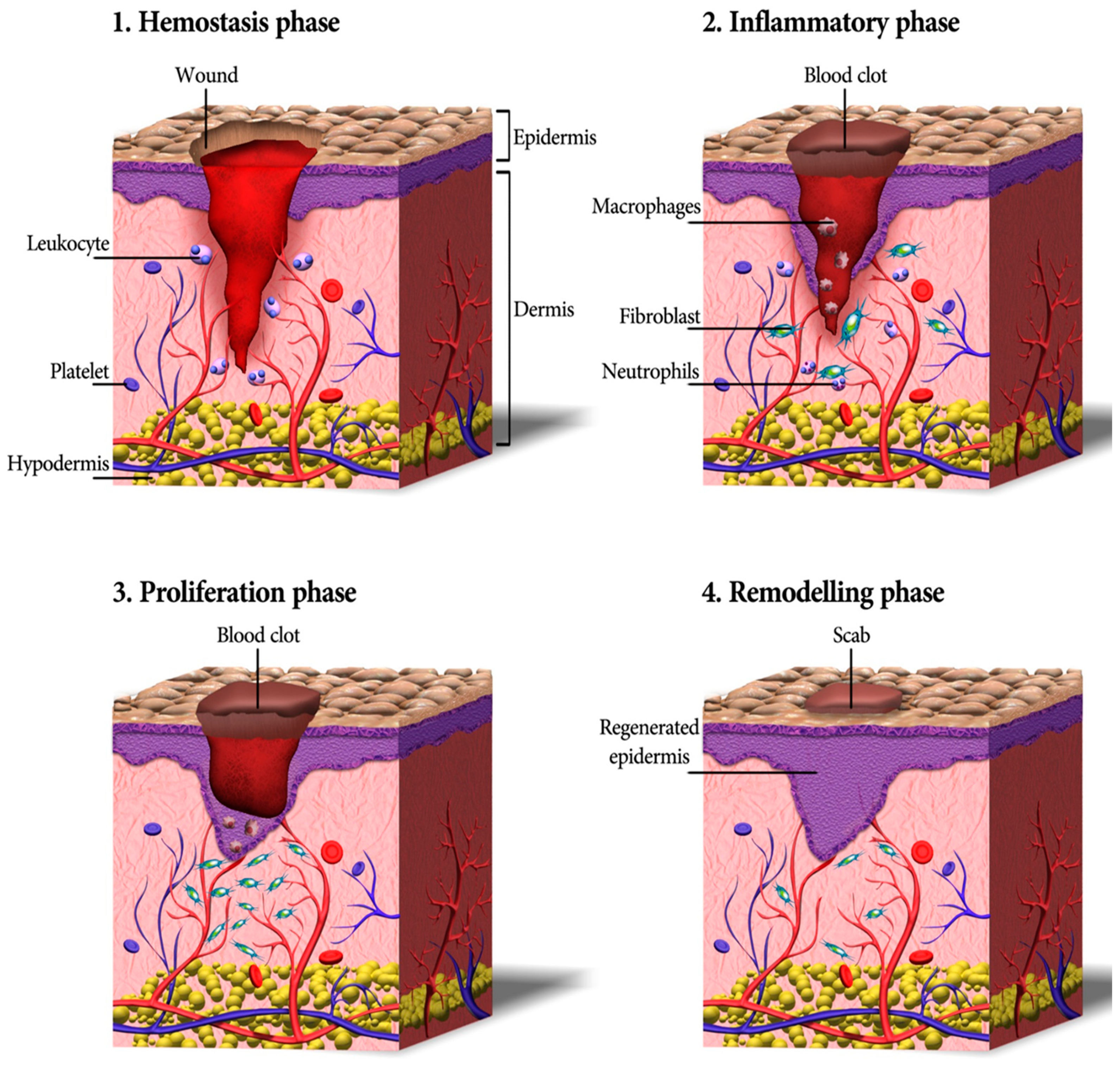 Footpad diktator Stor Biomedicines | Free Full-Text | Immunomodulation of Skin Repair: Cell-Based  Therapeutic Strategies for Skin Replacement (A Comprehensive Review)