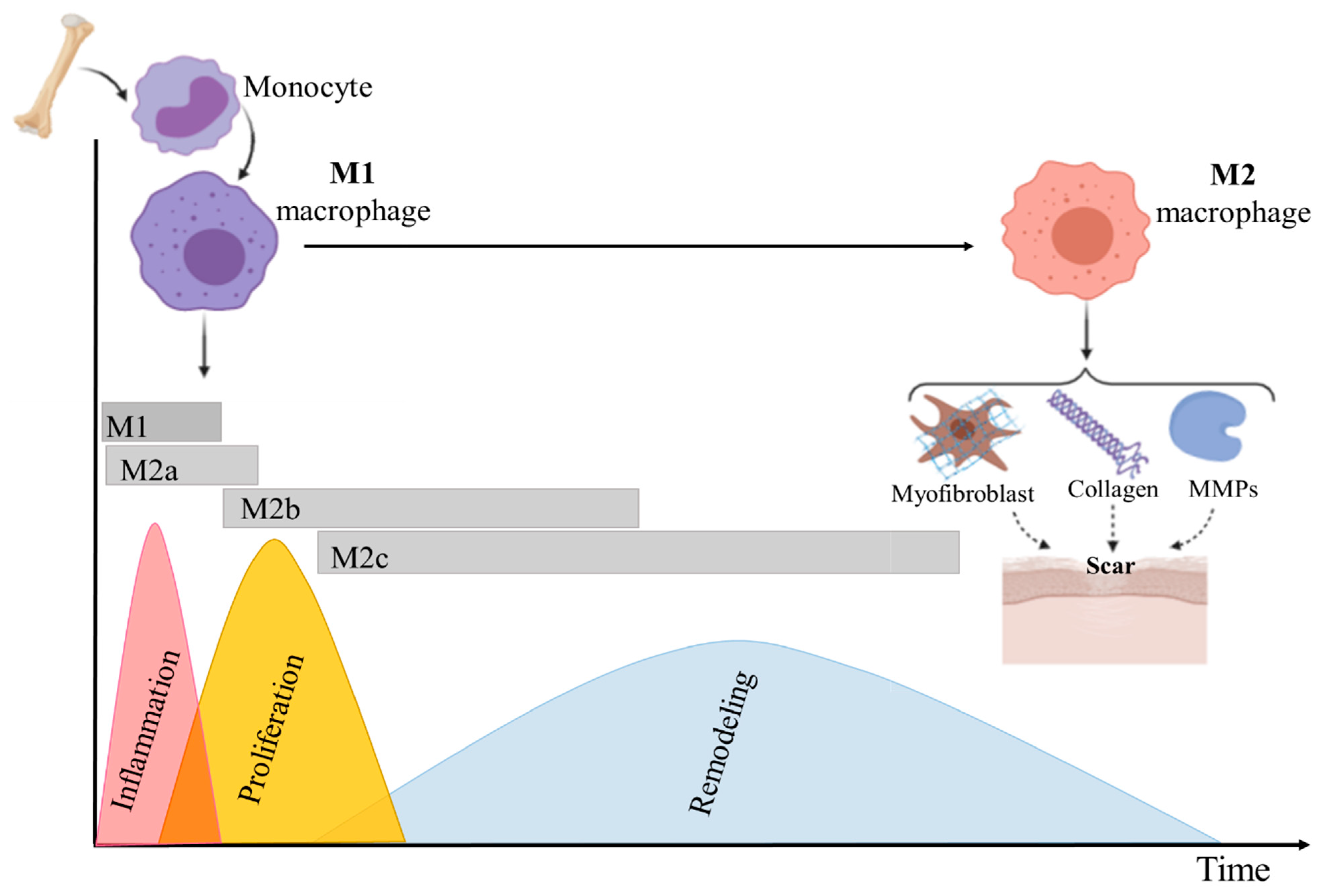Biomedicines 10 00118 g002