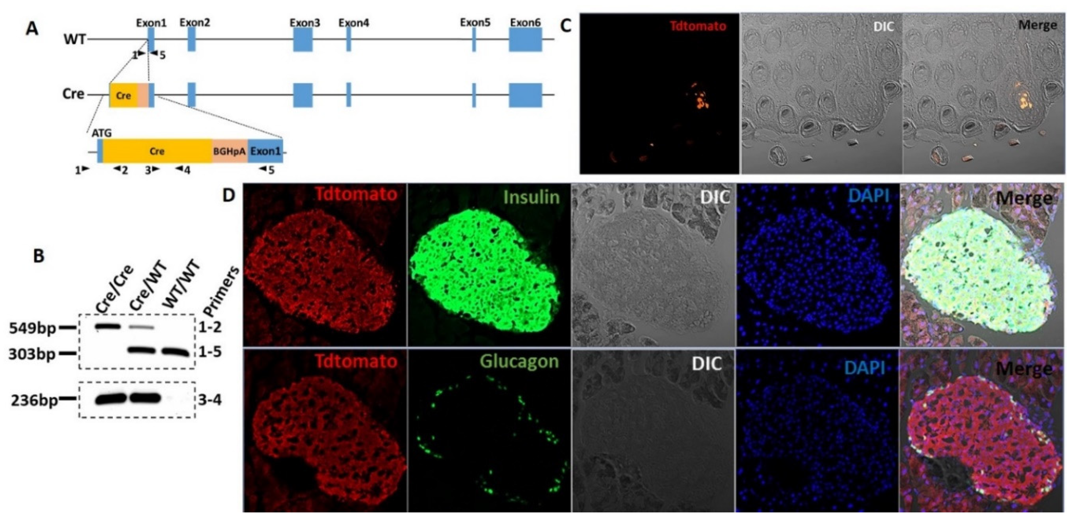 Biomedicines 10 00120 g001 Biomedicines 10 00120 g001