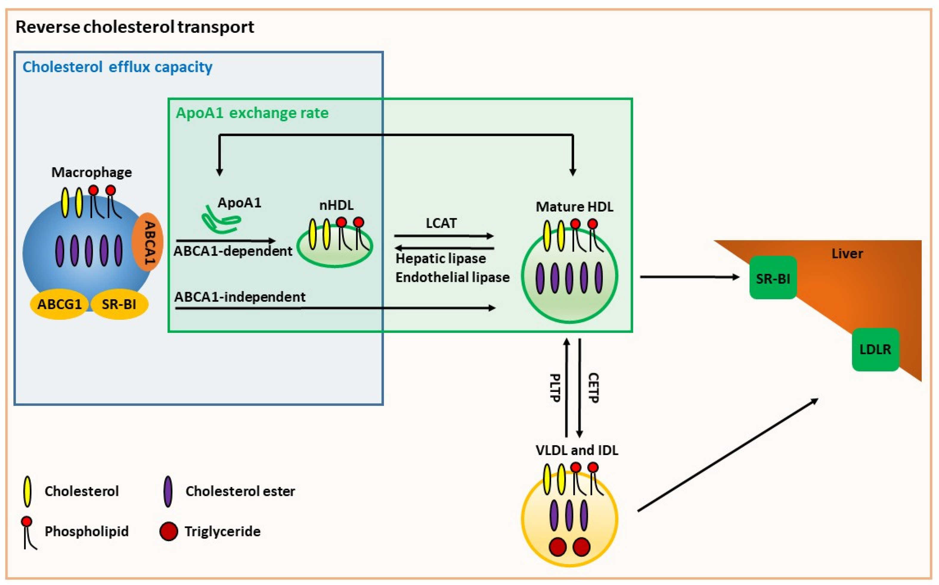 Biomedicines 10 00128 g001 Biomedicines 10 00128 g001