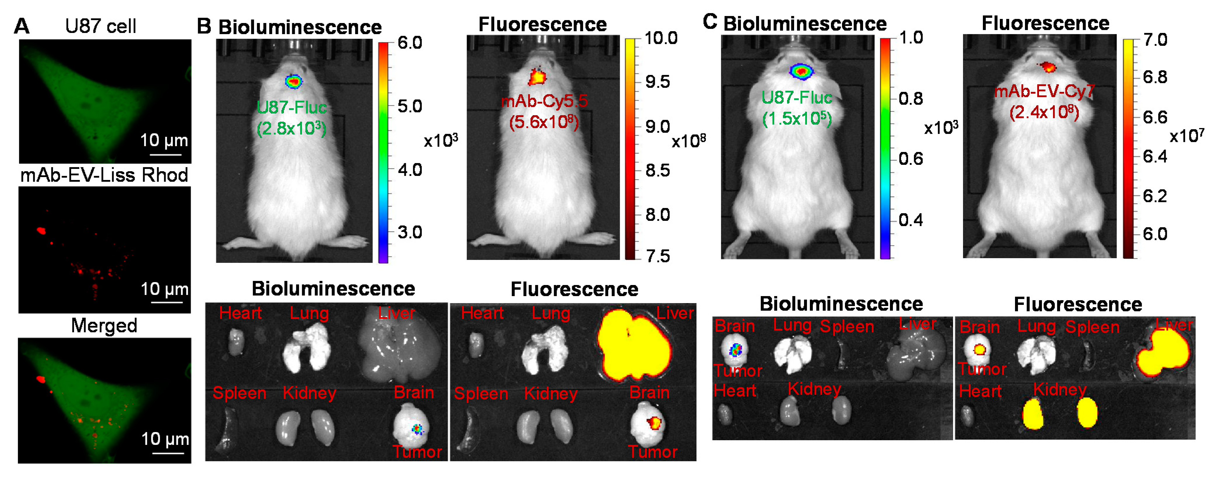 Biomedicines 10 00130 g003 Biomedicines 10 00130 g003
