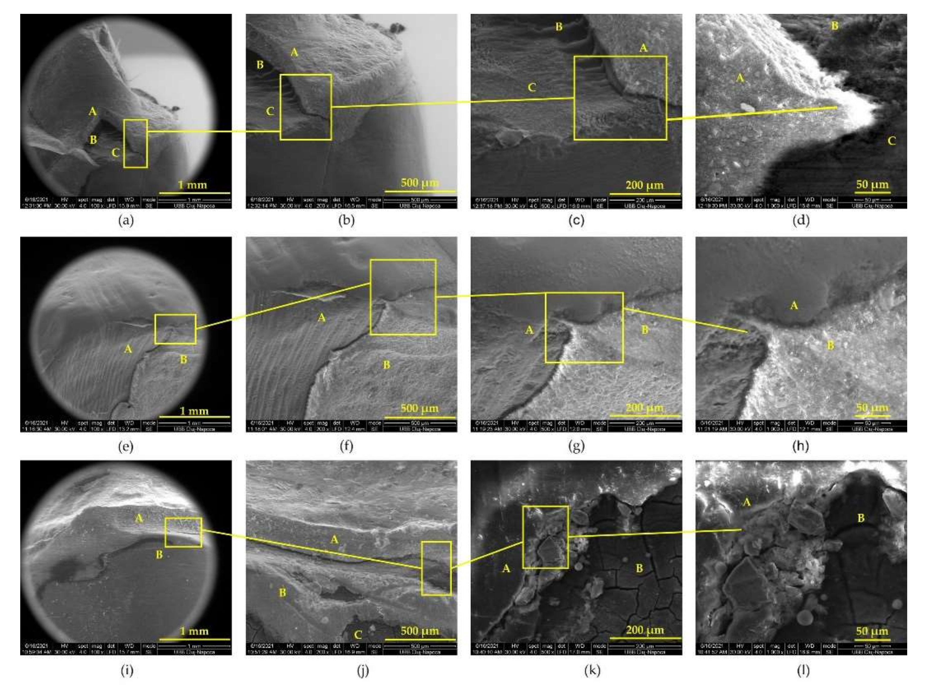 Biomedicines 10 00144 g006