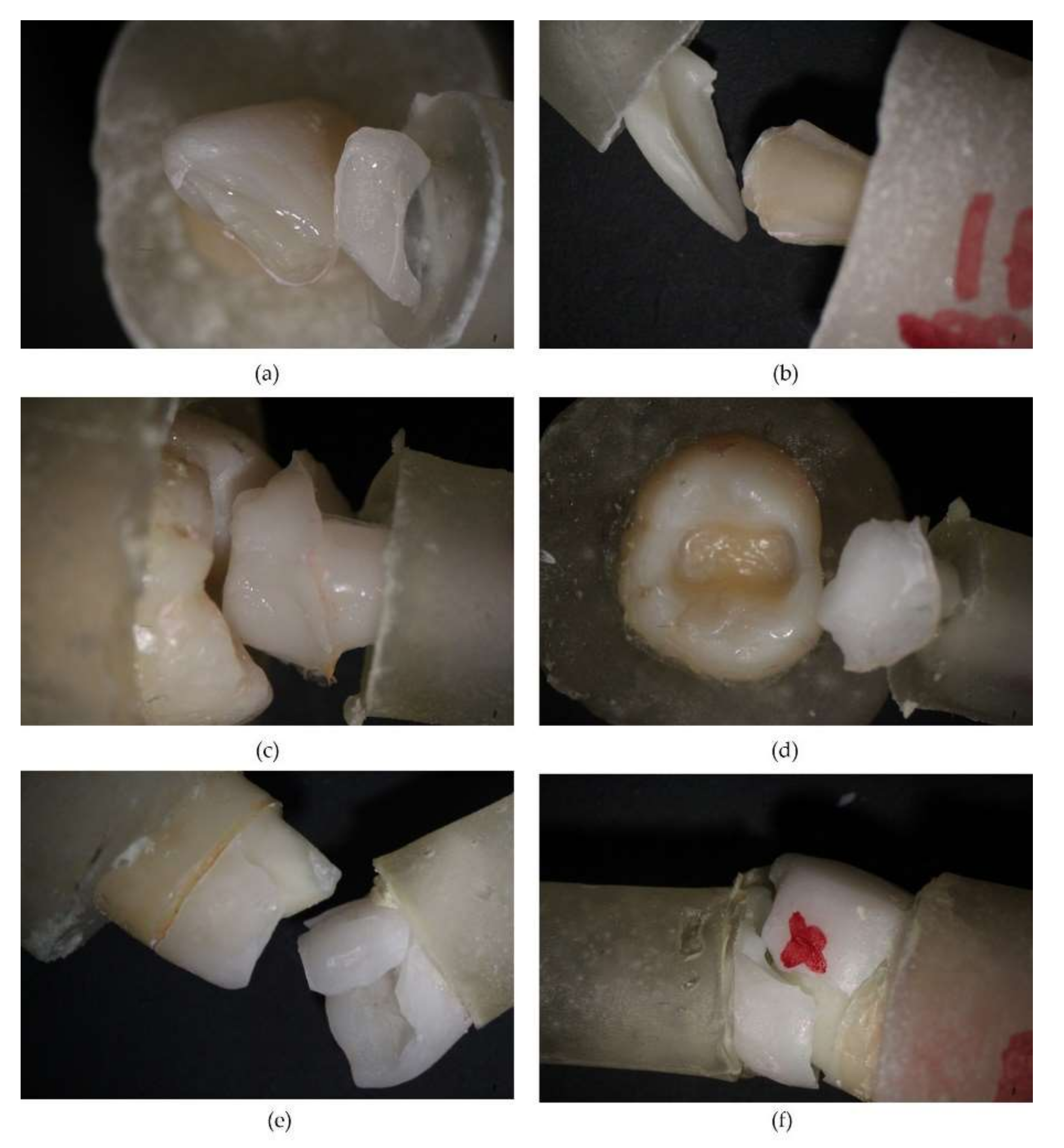 Biomedicines 10 00144 g007