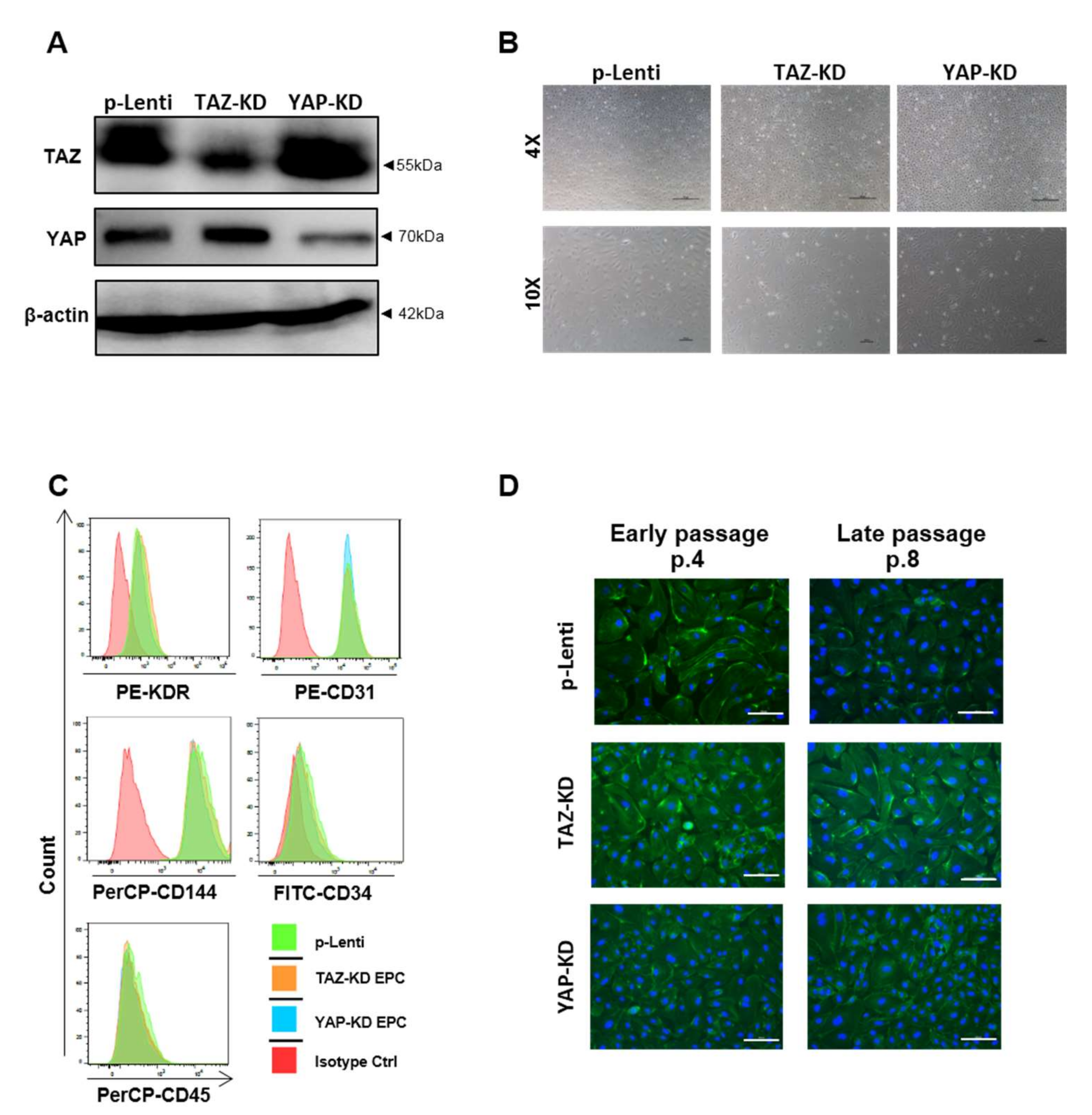 Biomedicines 10 00147 g002