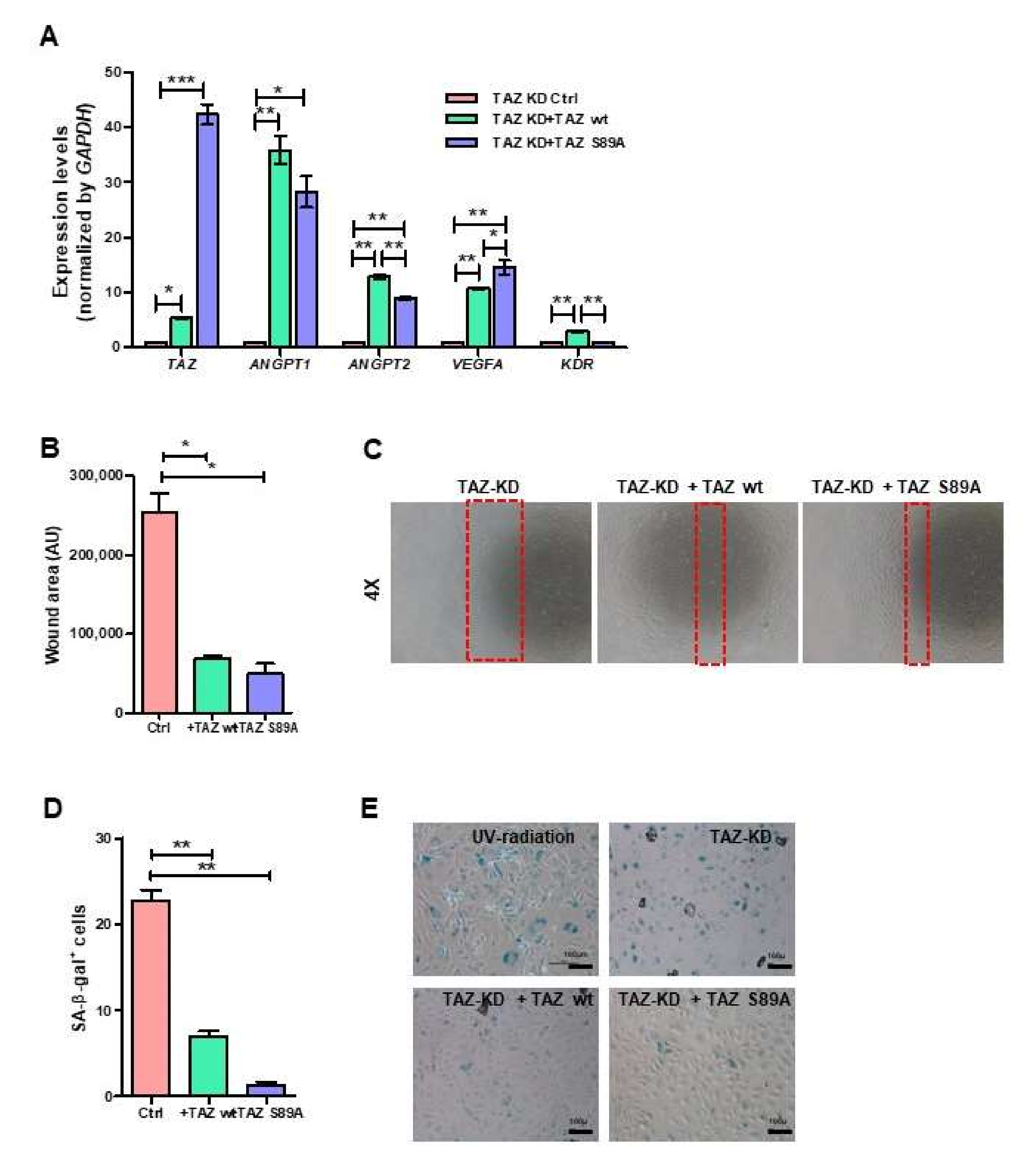 Biomedicines 10 00147 g007