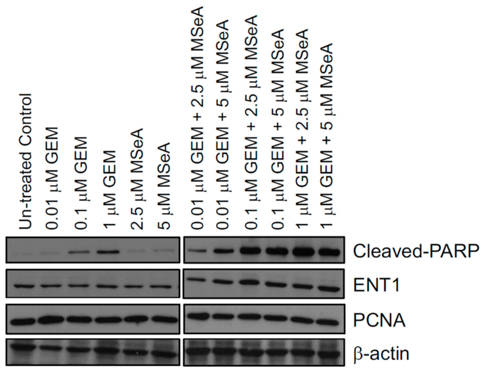 Biomedicines 10 00149 g003