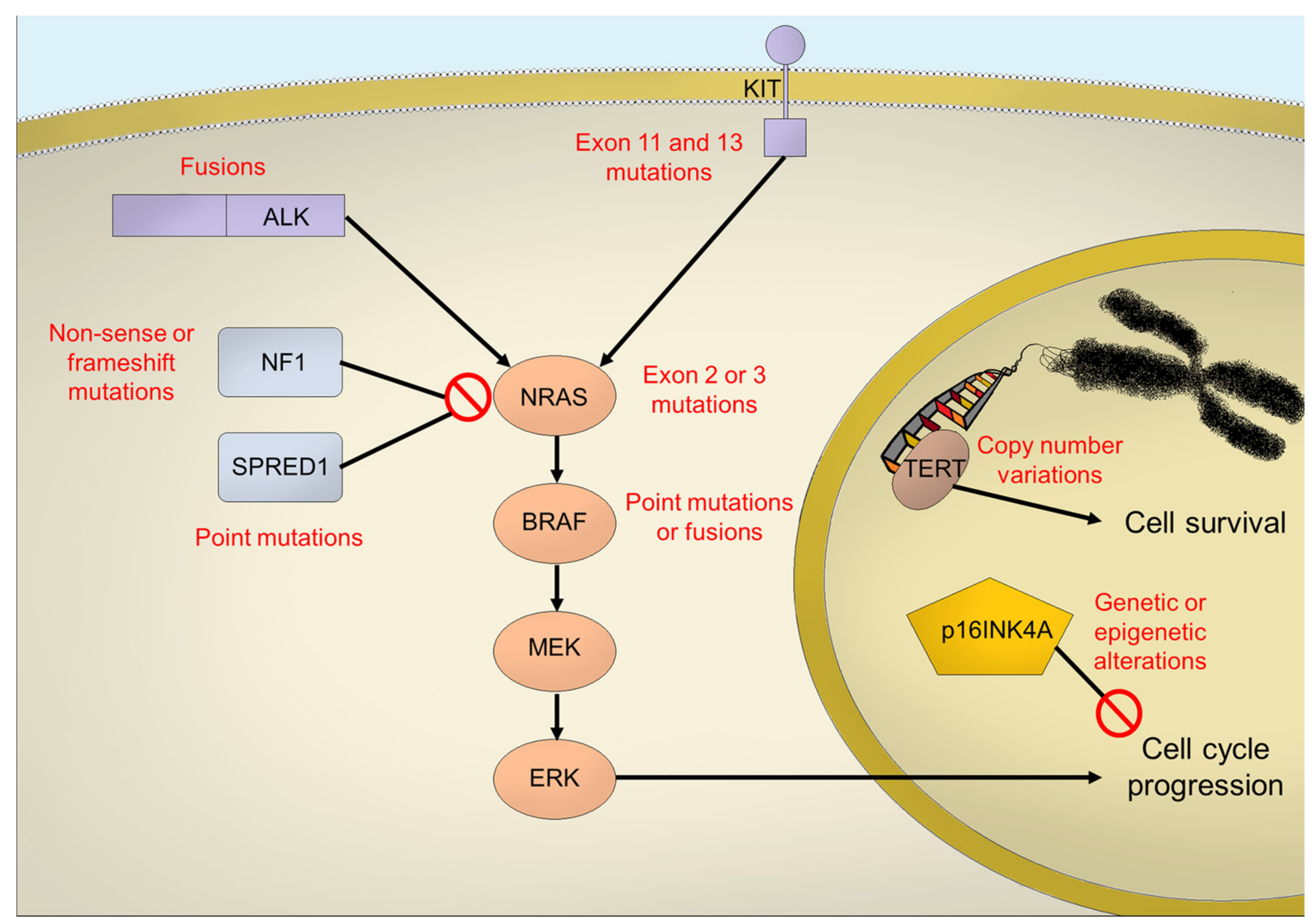 Biomedicines 10 00150 g001