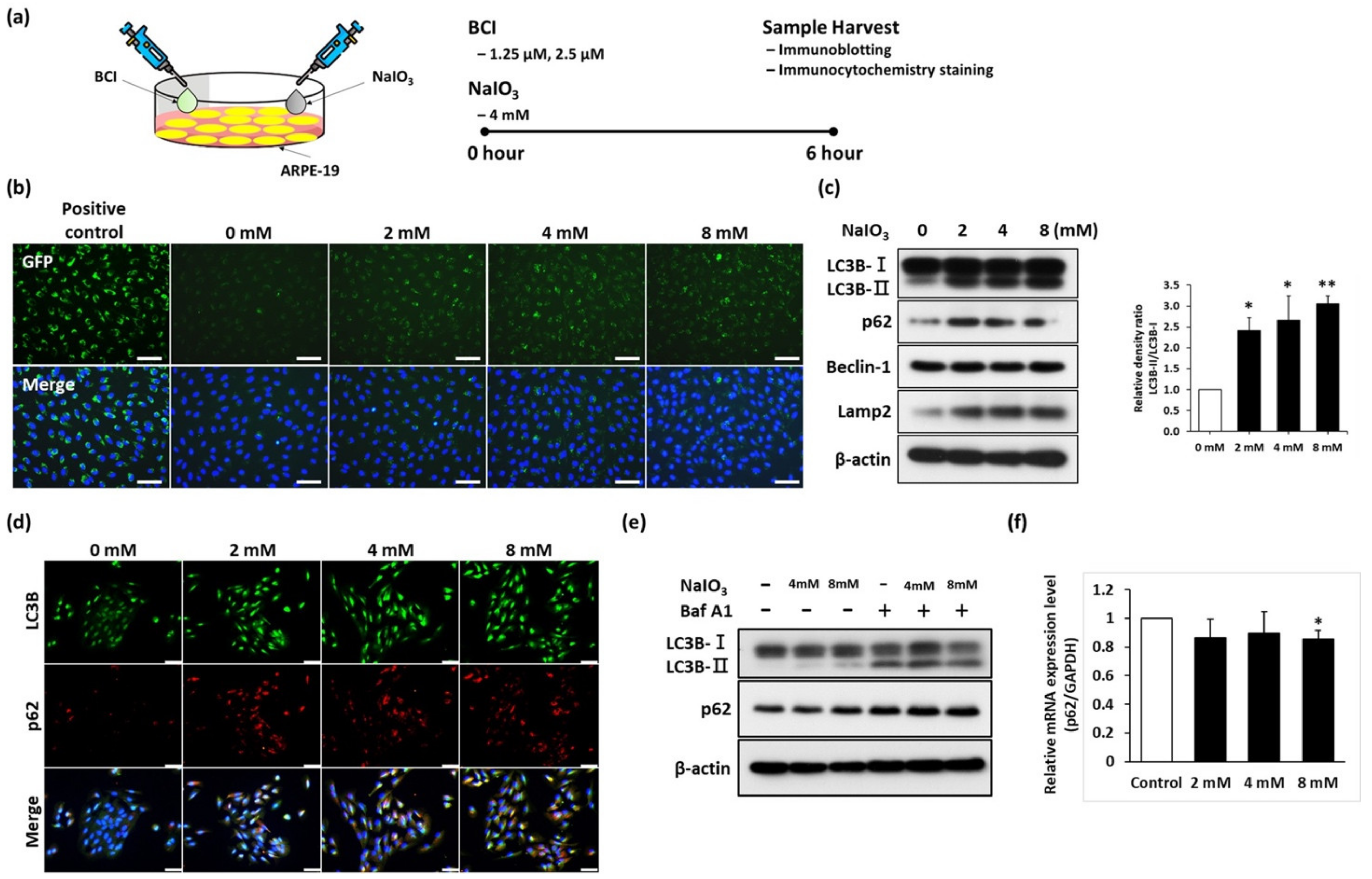 Biomedicines 10 00159 g001 Biomedicines 10 00159 g001