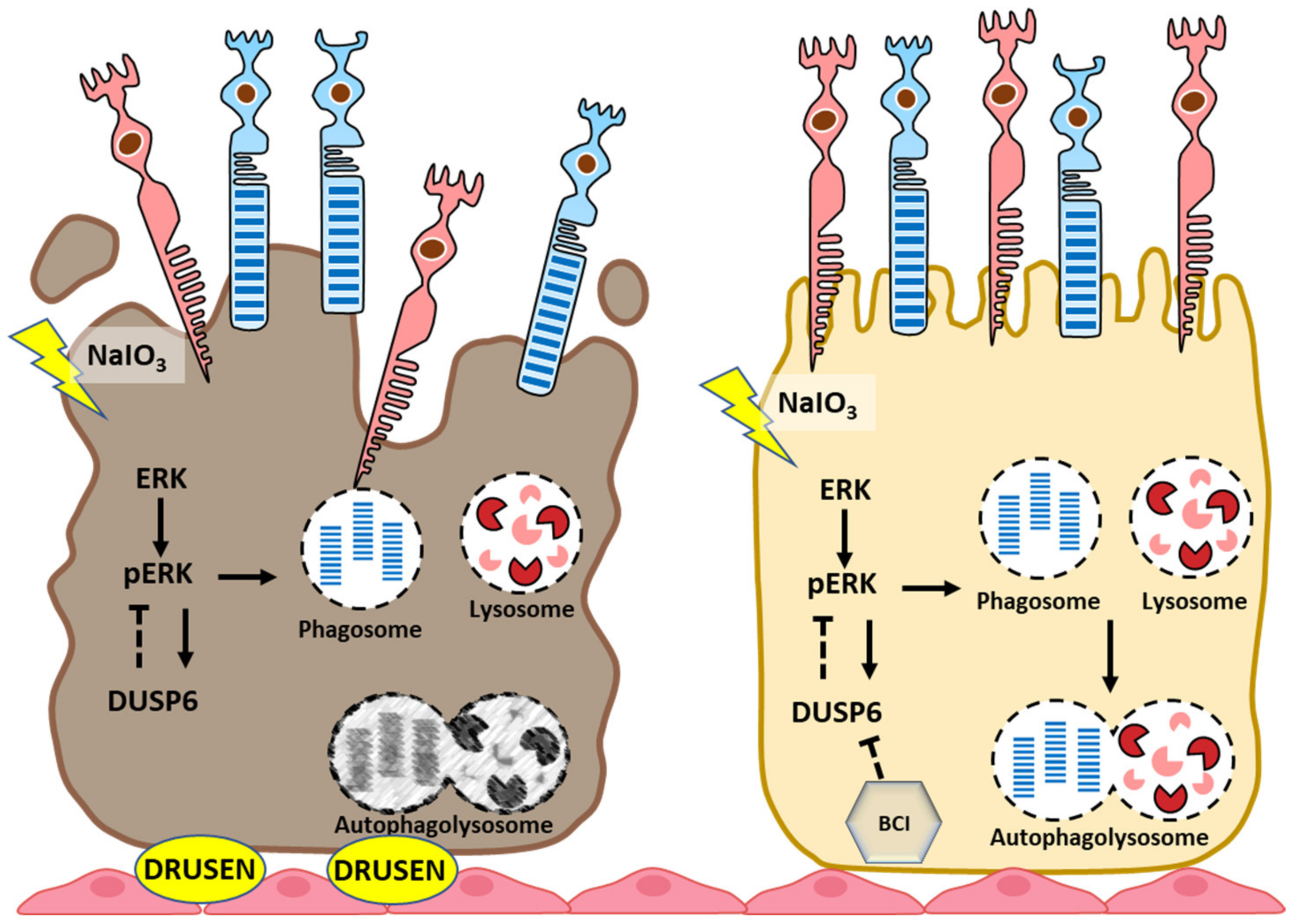 Biomedicines 10 00159 g007 Biomedicines 10 00159 g007