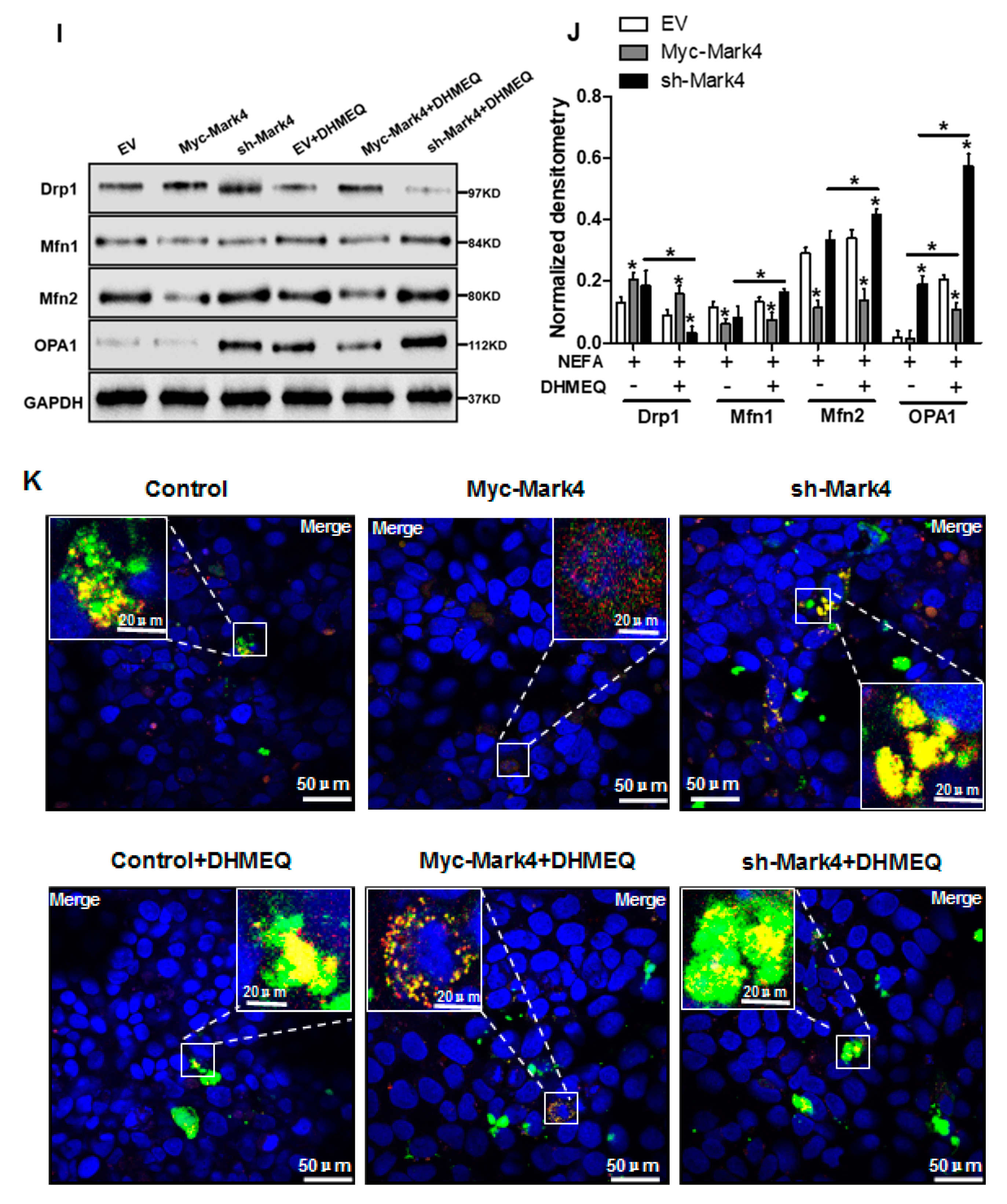 Biomedicines 10 00165 g006c 550
