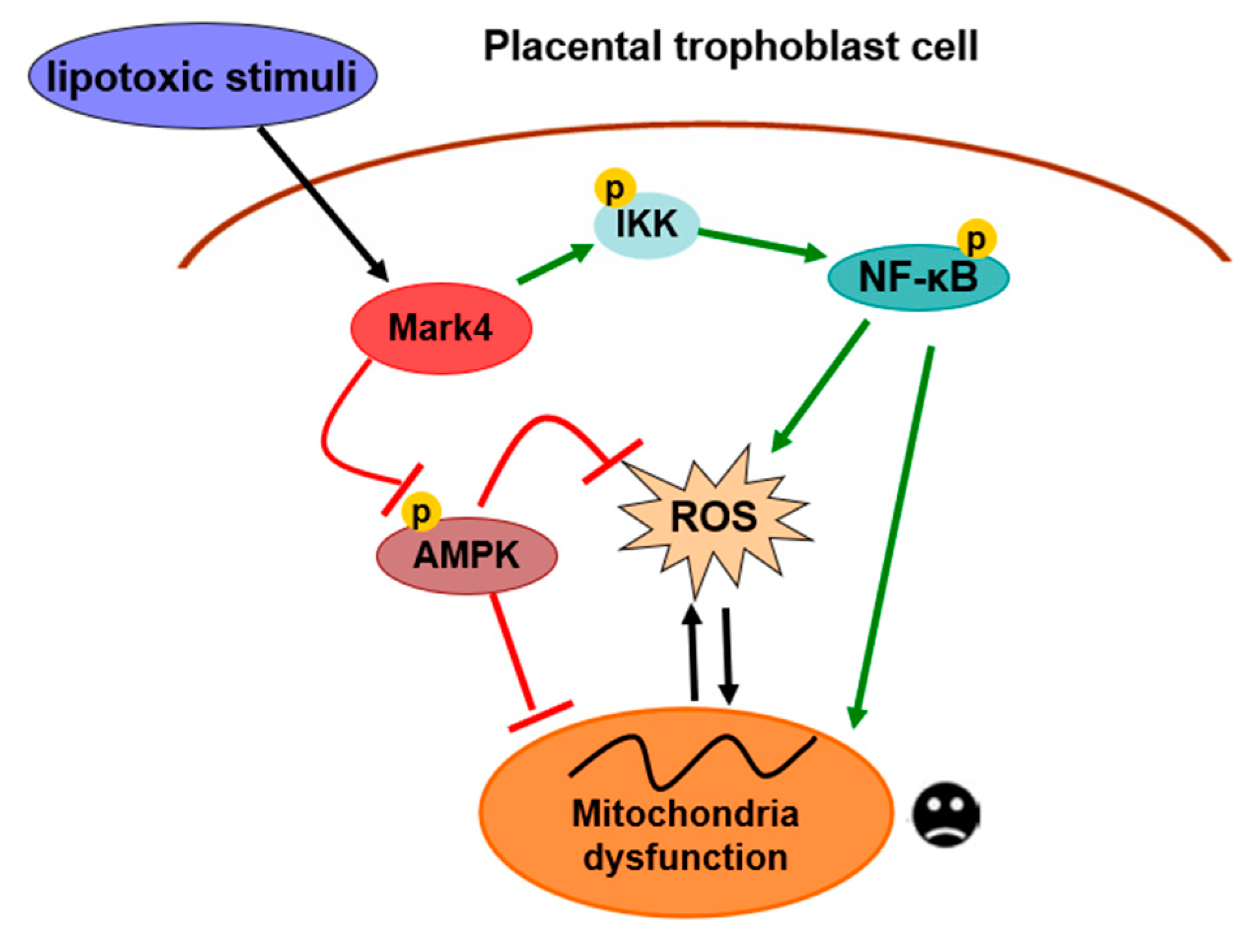 Biomedicines 10 00165 g007 550