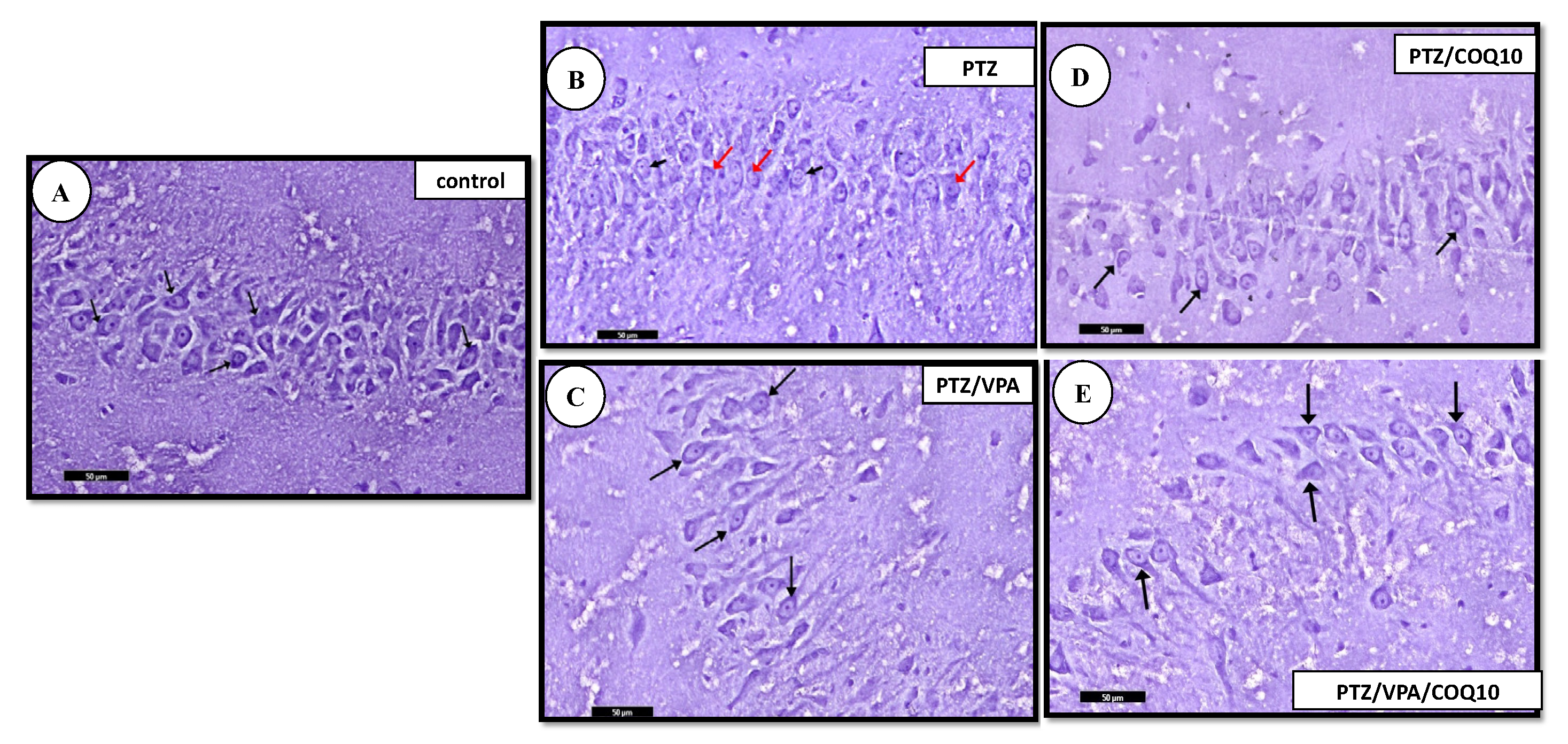 Biomedicines 10 00168 g007