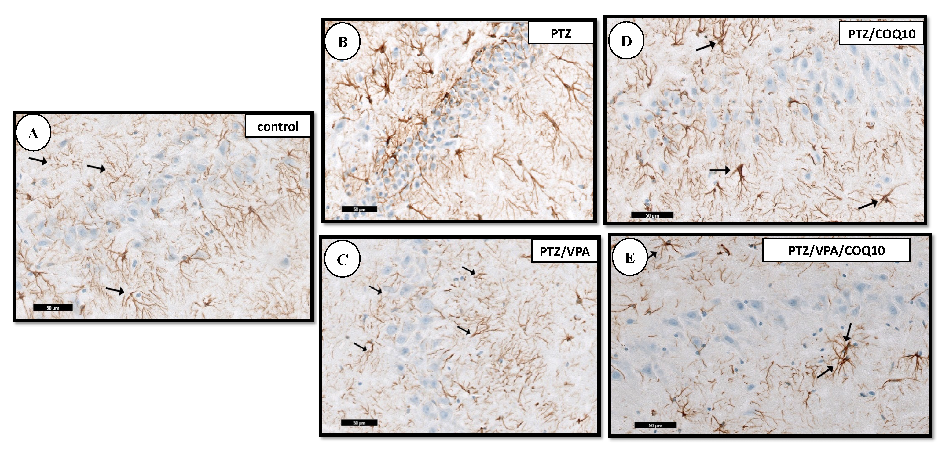 Biomedicines 10 00168 g008