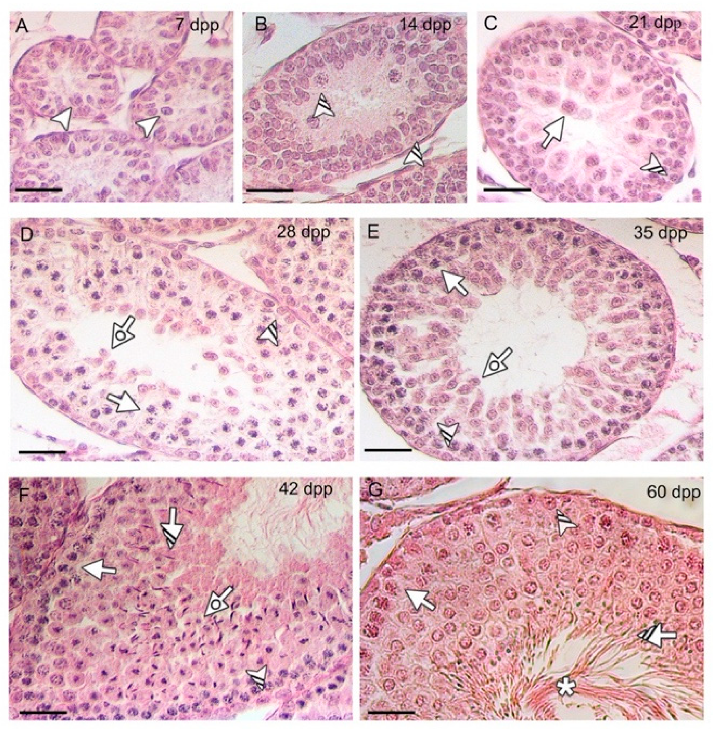 Biomedicines 10 00181 g002