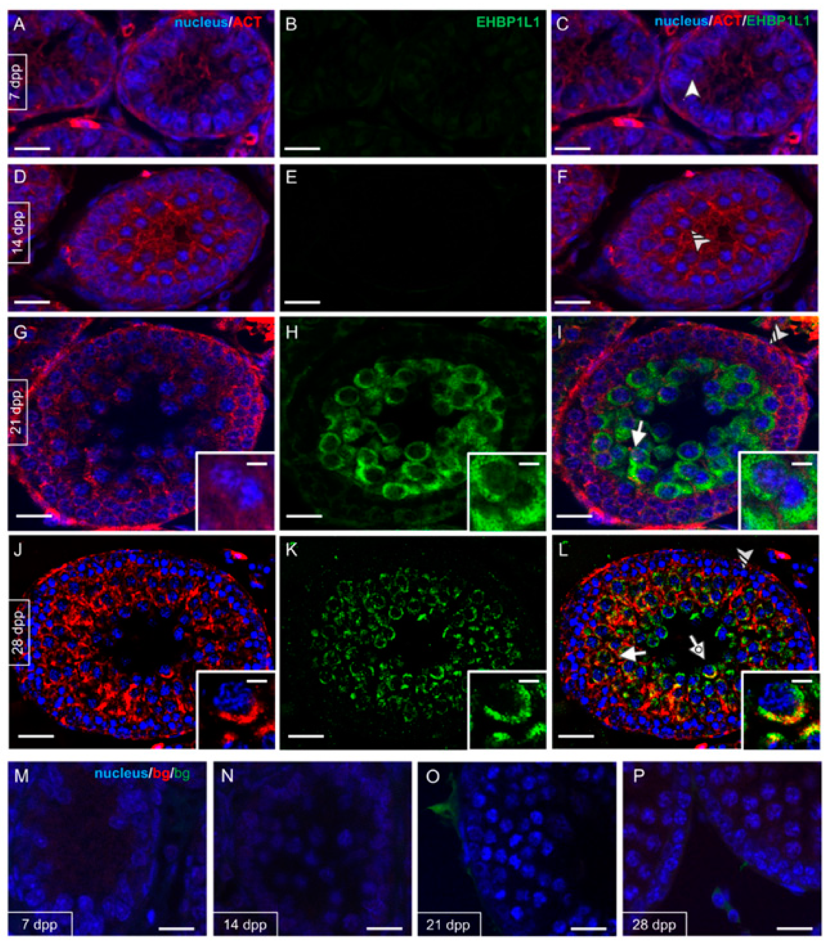 Biomedicines 10 00181 g006