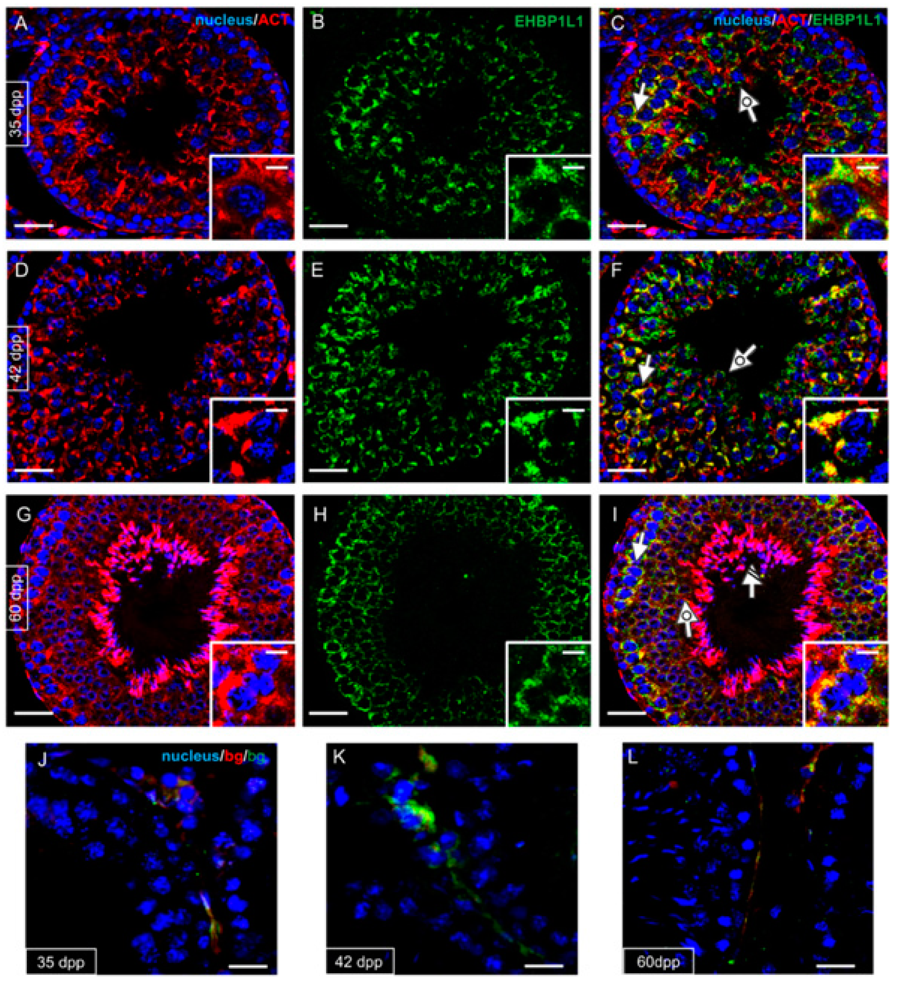 Biomedicines 10 00181 g007