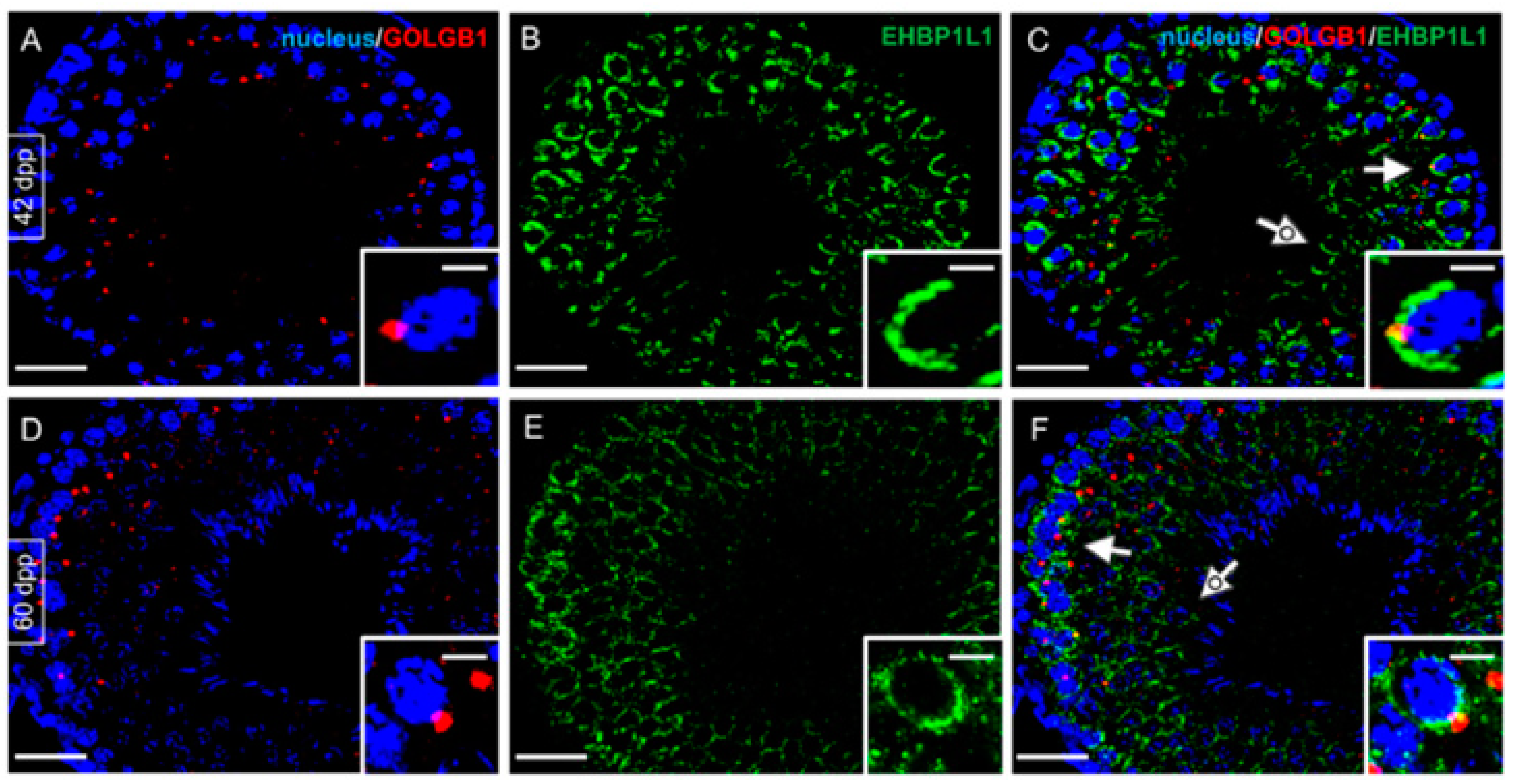 Biomedicines 10 00181 g008