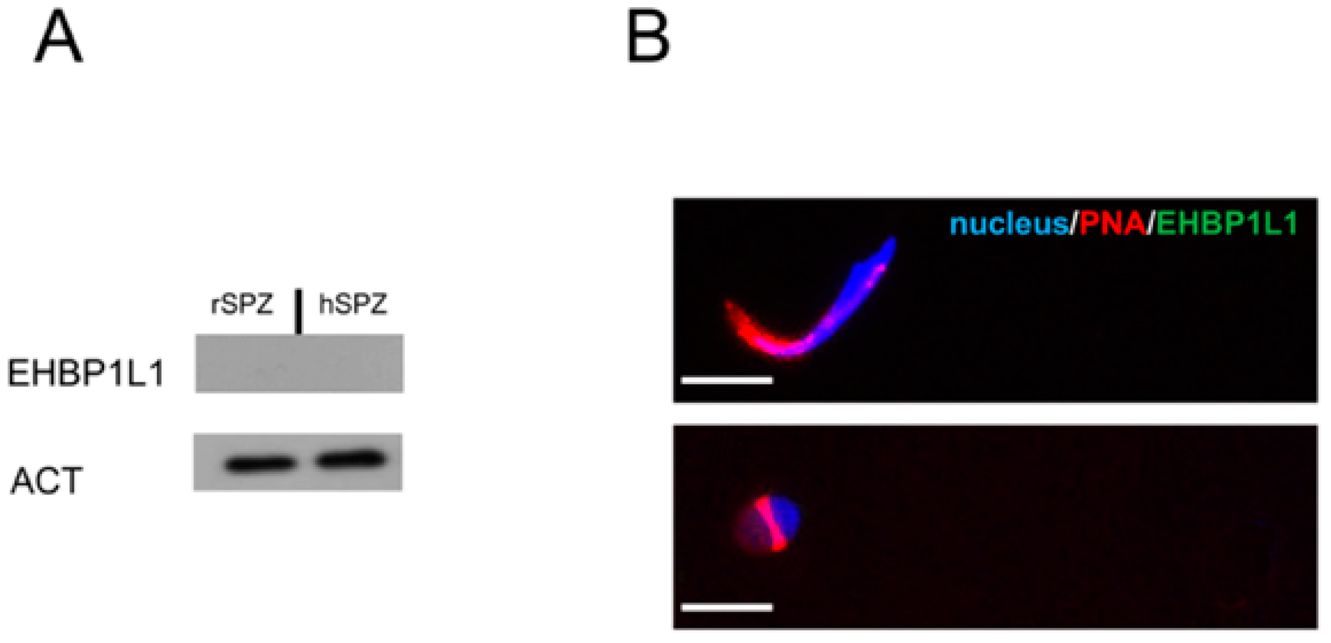 Biomedicines 10 00181 g010
