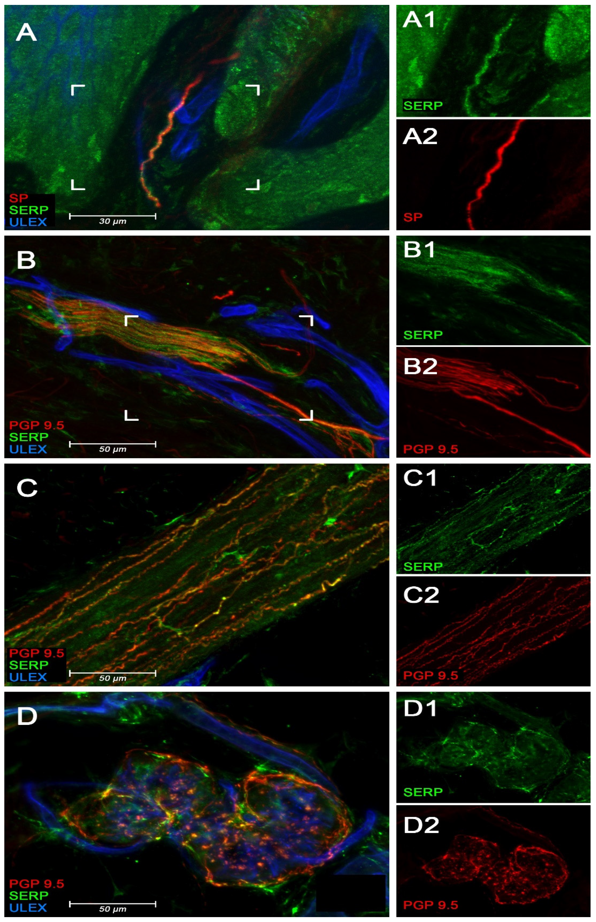 Biomedicines 10 00183 g004 Biomedicines 10 00183 g004