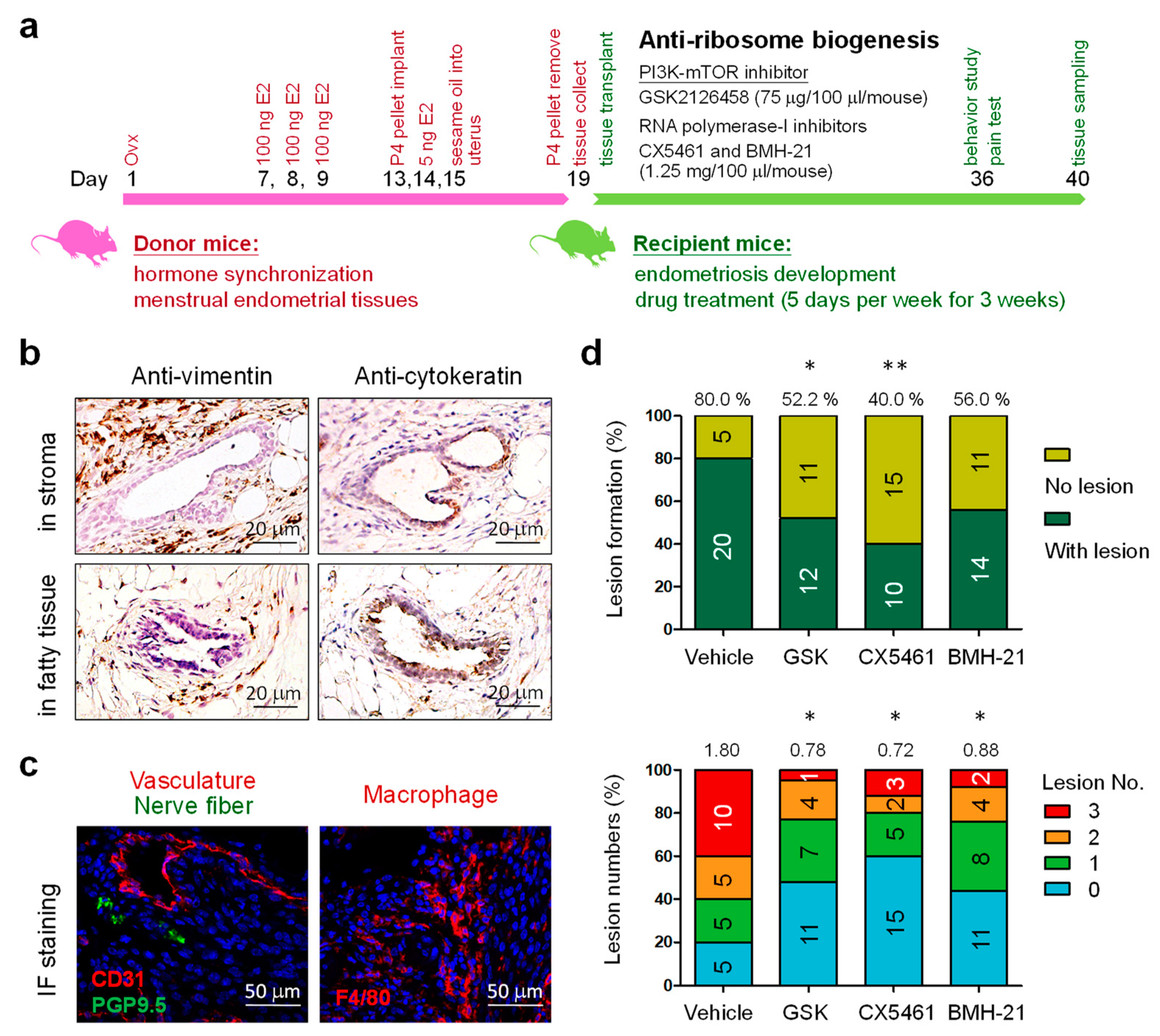 Biomedicines 10 00185 g001