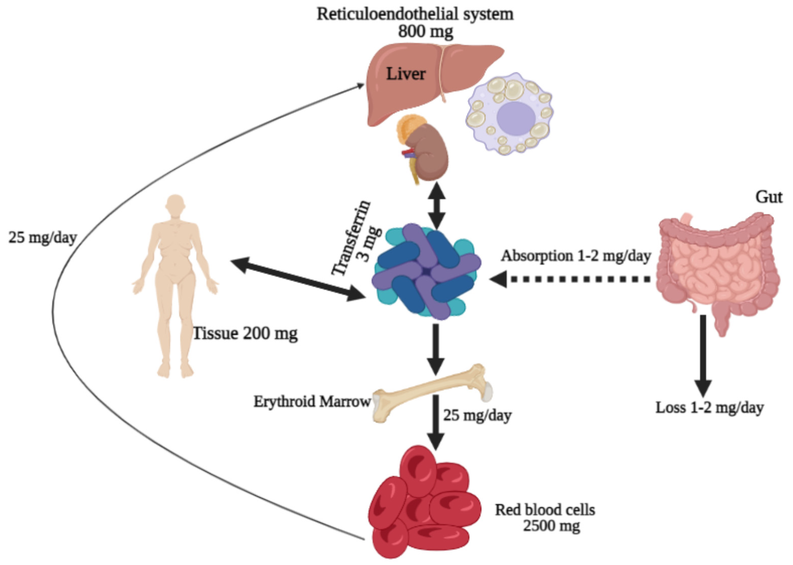 Biomedicines 10 00189 g001 Biomedicines 10 00189 g001