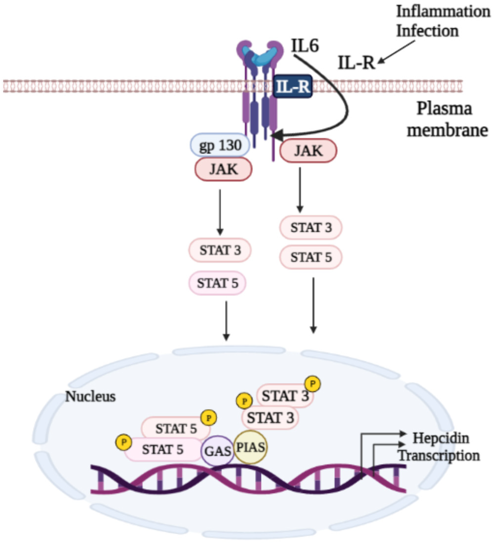 Biomedicines 10 00189 g004 Biomedicines 10 00189 g004