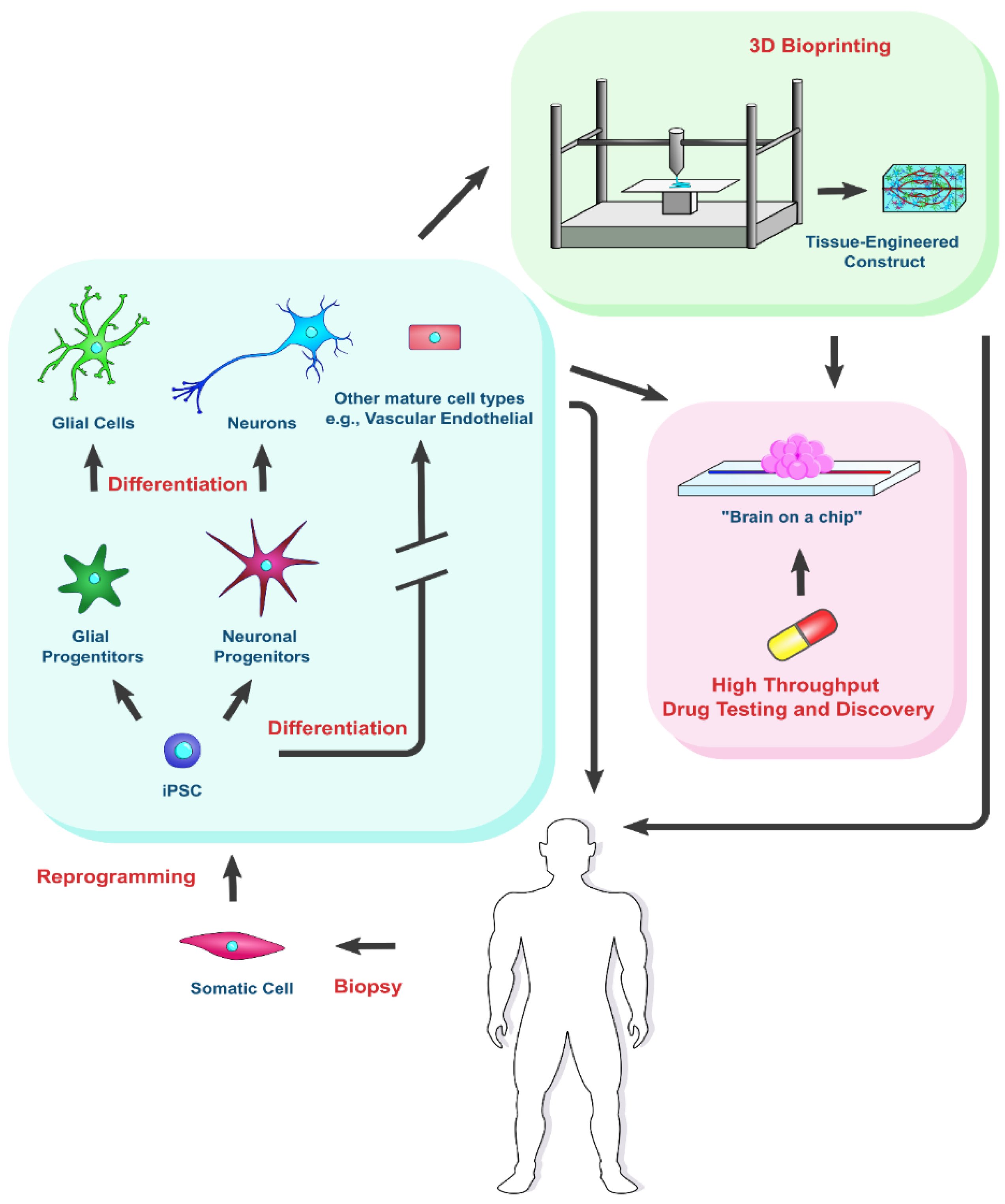 Biomedicines 10 00208 g001 550
