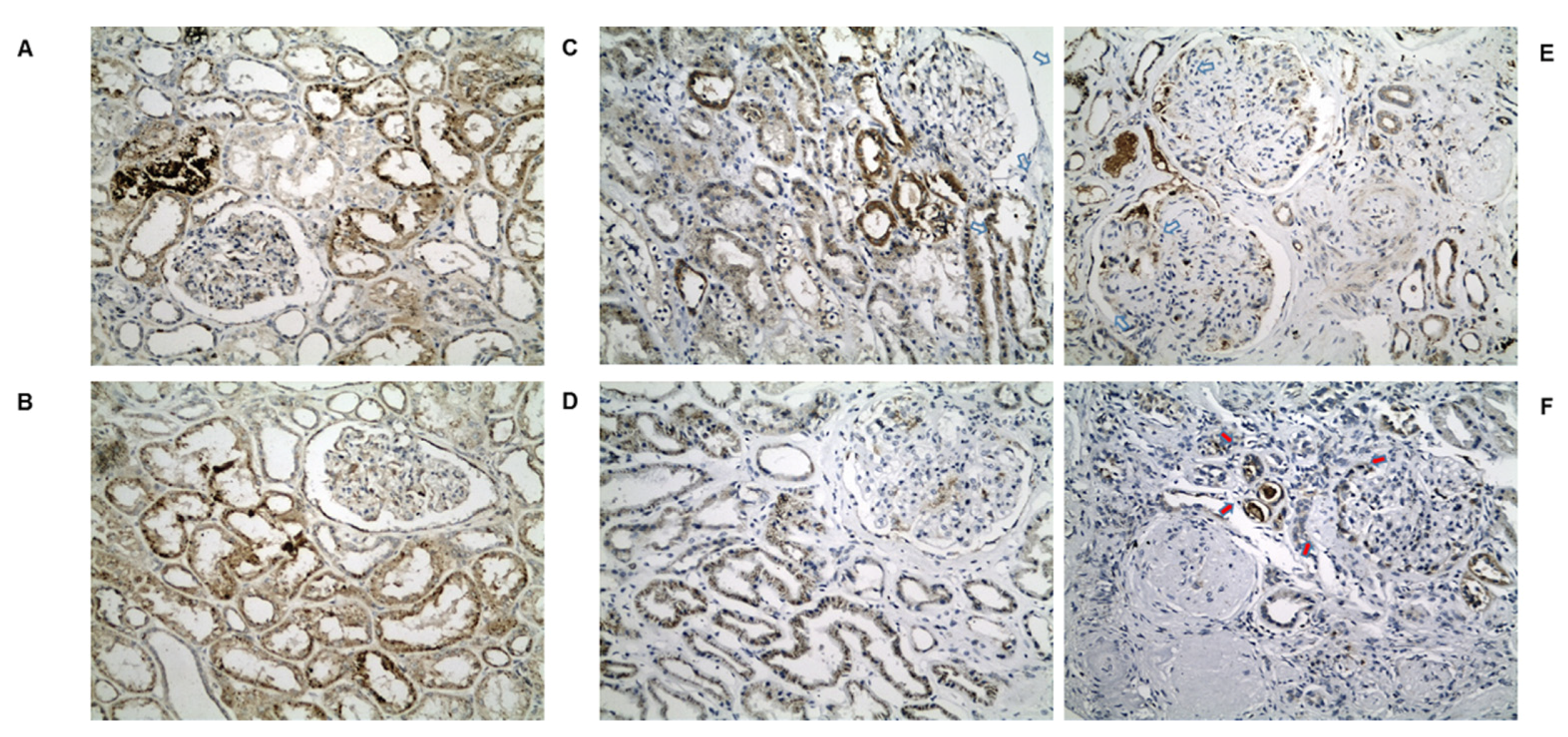 Biomedicines 10 00216 g002