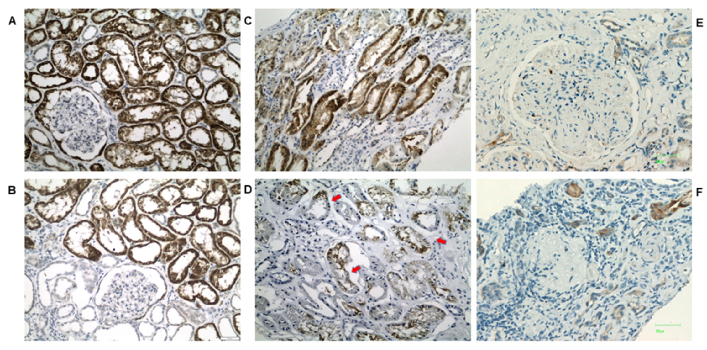Biomedicines 10 00216 g003