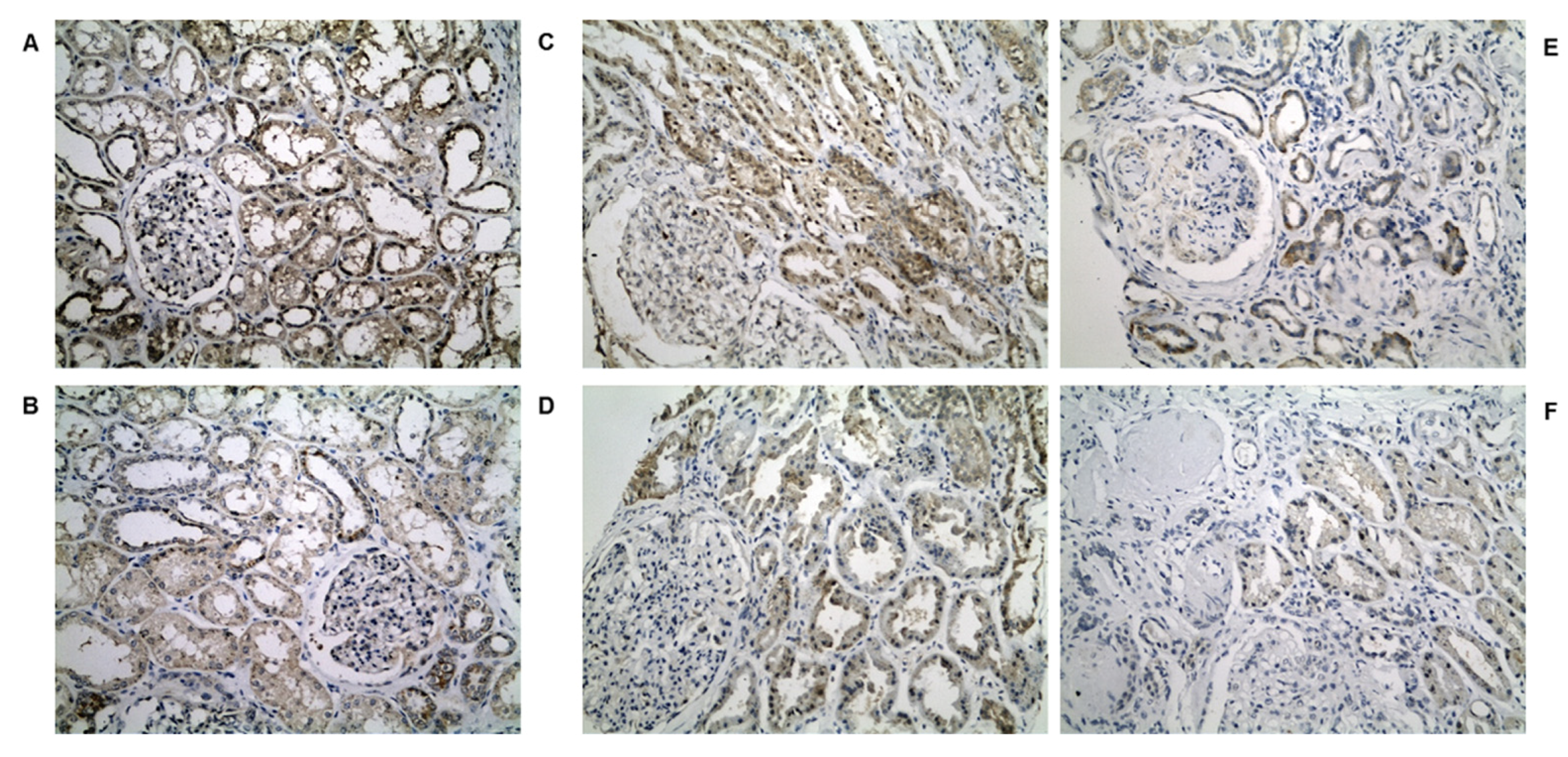 Biomedicines 10 00216 g004