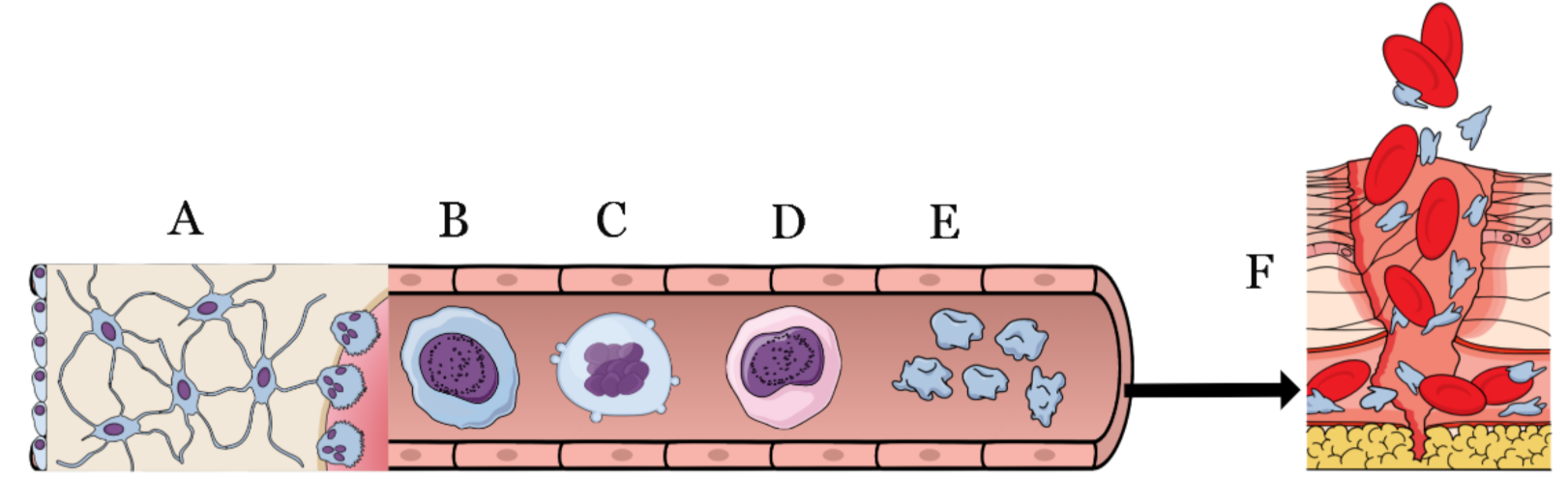 Biomedicines 10 00218 g001
