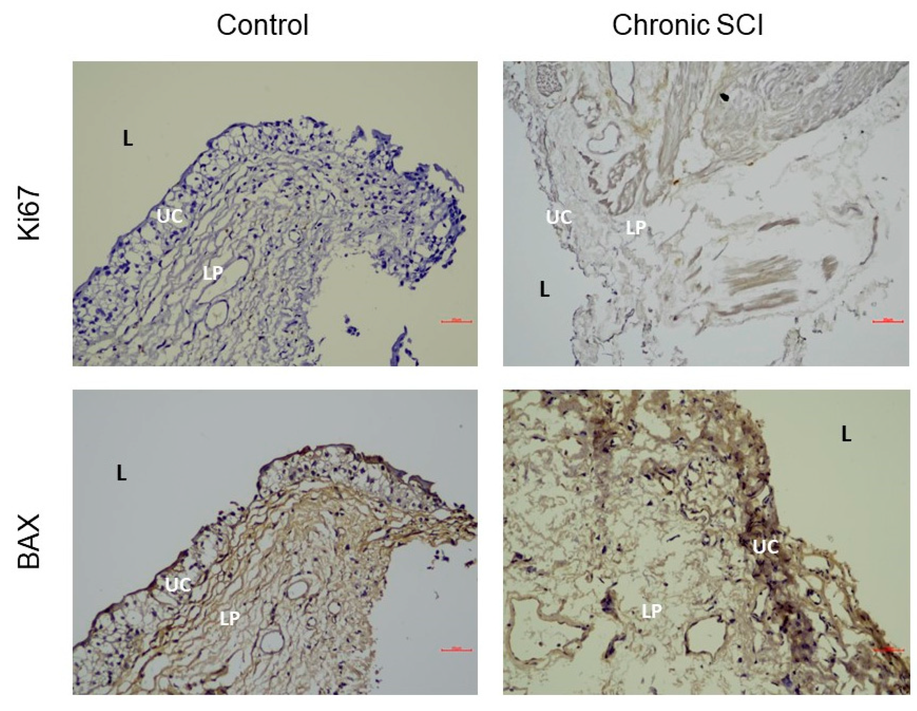 Biomedicines 10 00220 g002 550