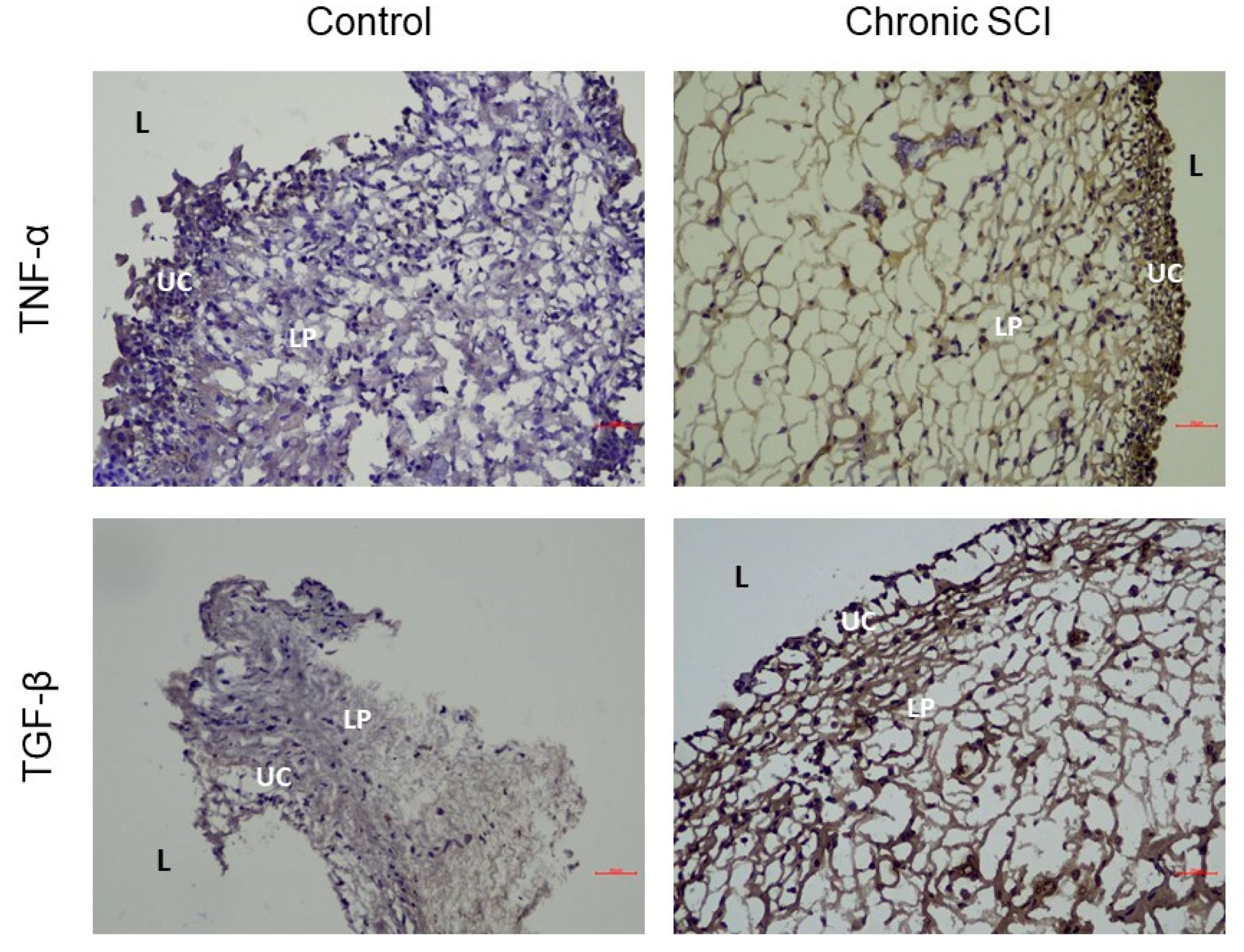 Biomedicines 10 00220 g003 550